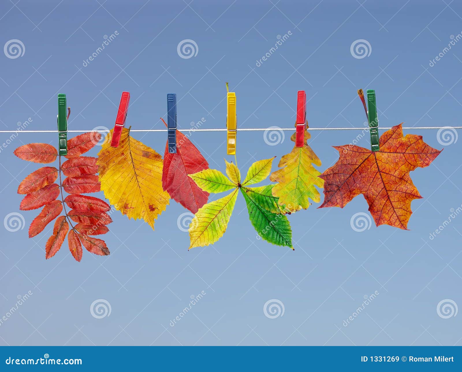 fall leaf drying