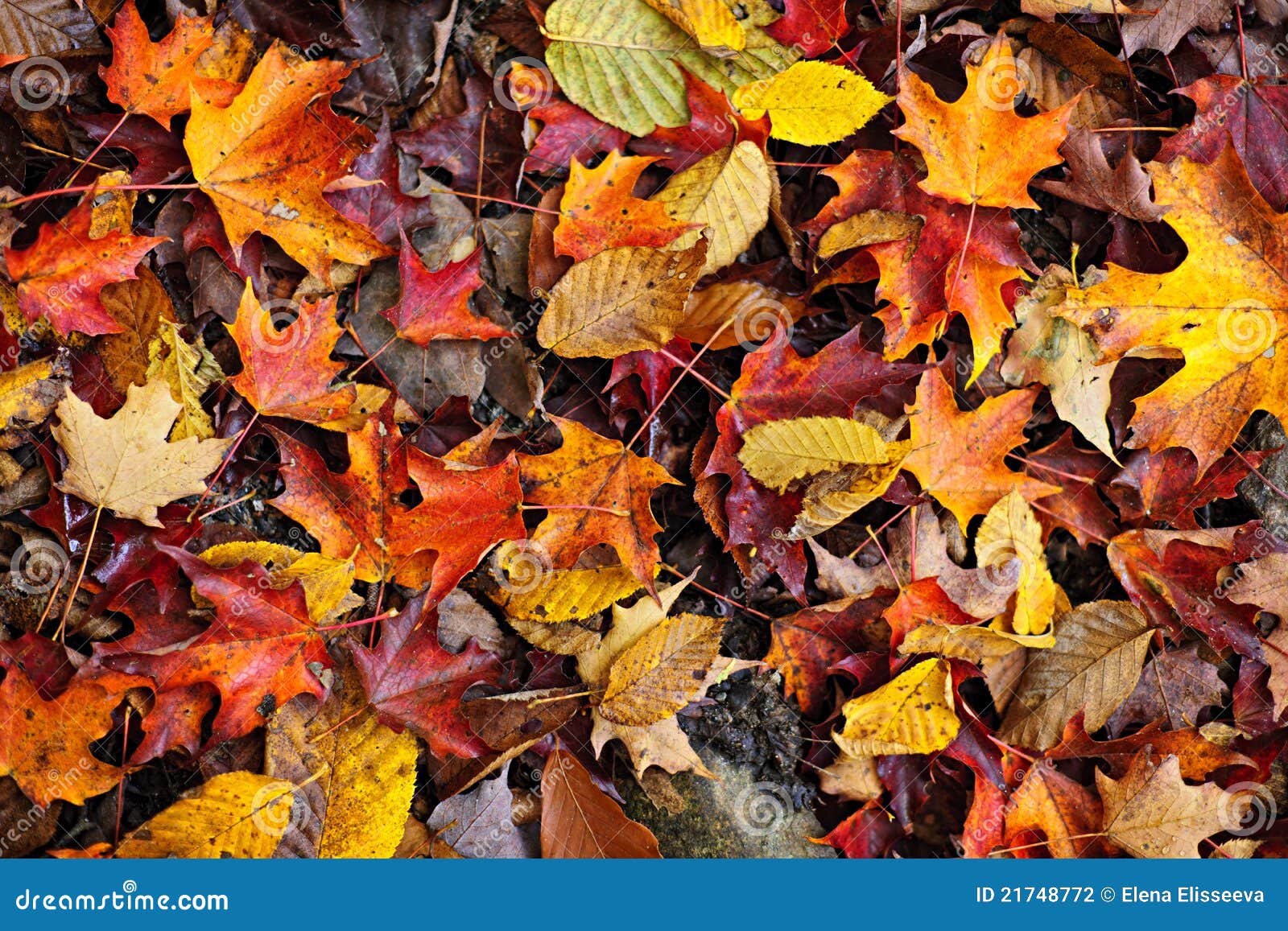 Fall Leaves Background Stock Photo Image Of Close Ontario 21748772