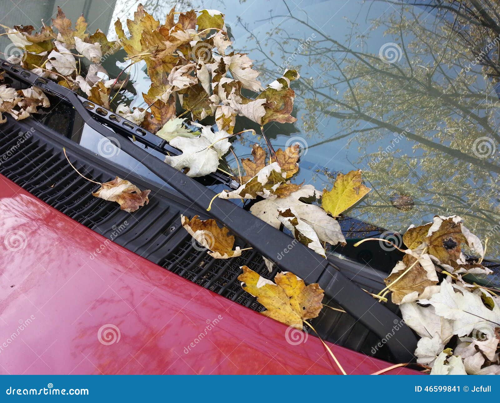 Fall Leaves on Car Windshield Stock Image Image of leaf, windshield