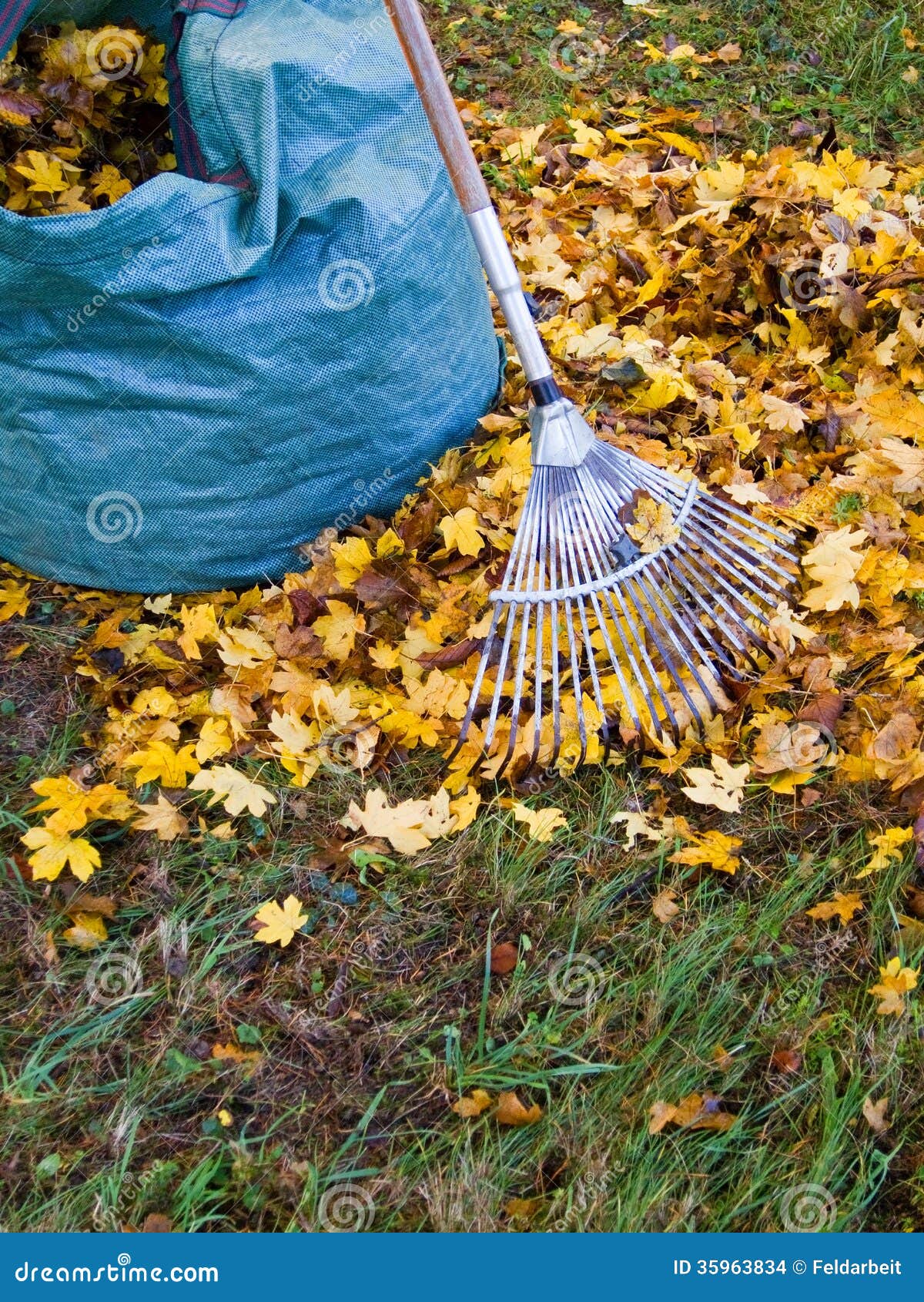 Fall leaves stock photo. Image of fall, background, race - 35963834