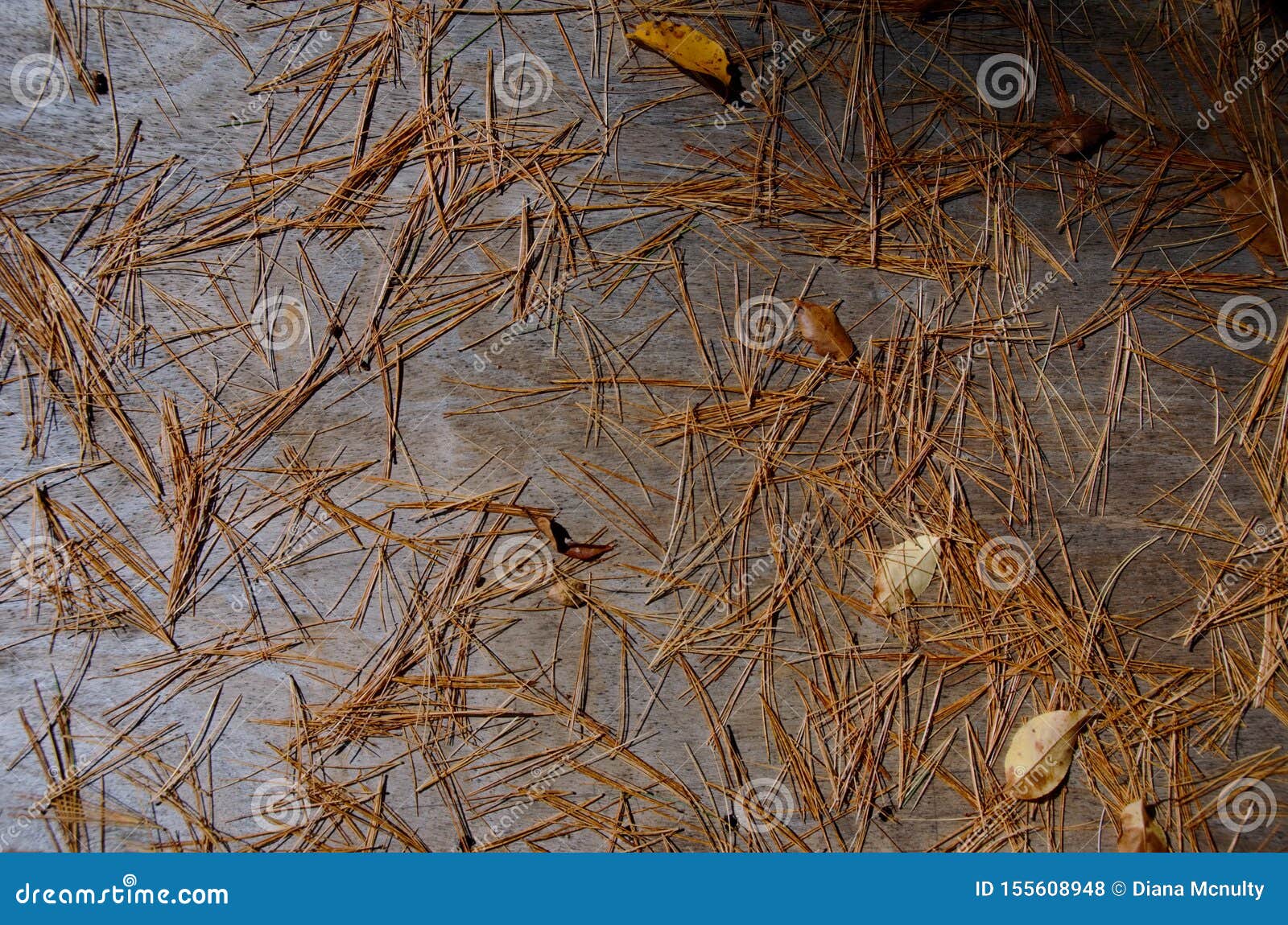 autumn leaves on weathered wood