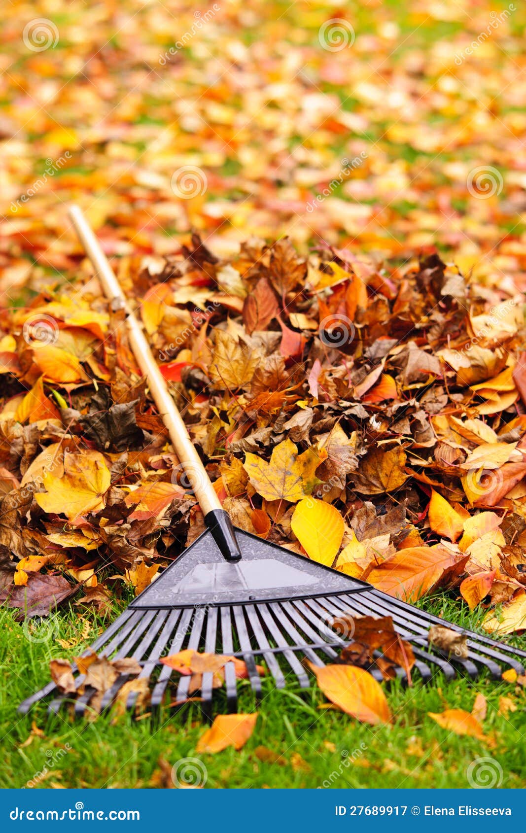 Fall leaves with rake stock image. Image of grass, cleanup - 27689917
