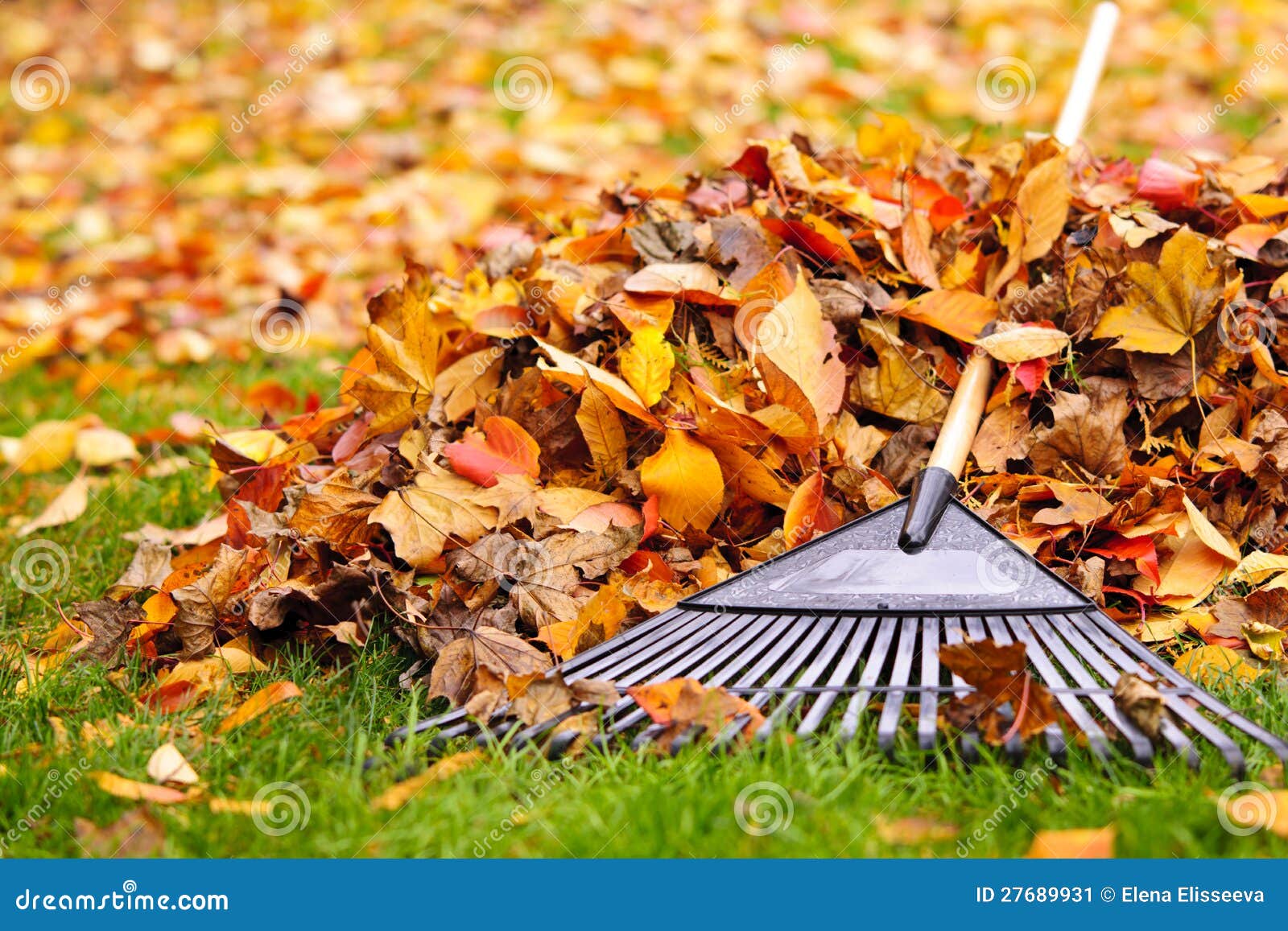 Fall leaves with rake stock image. Image of leaves, piled - 27689931