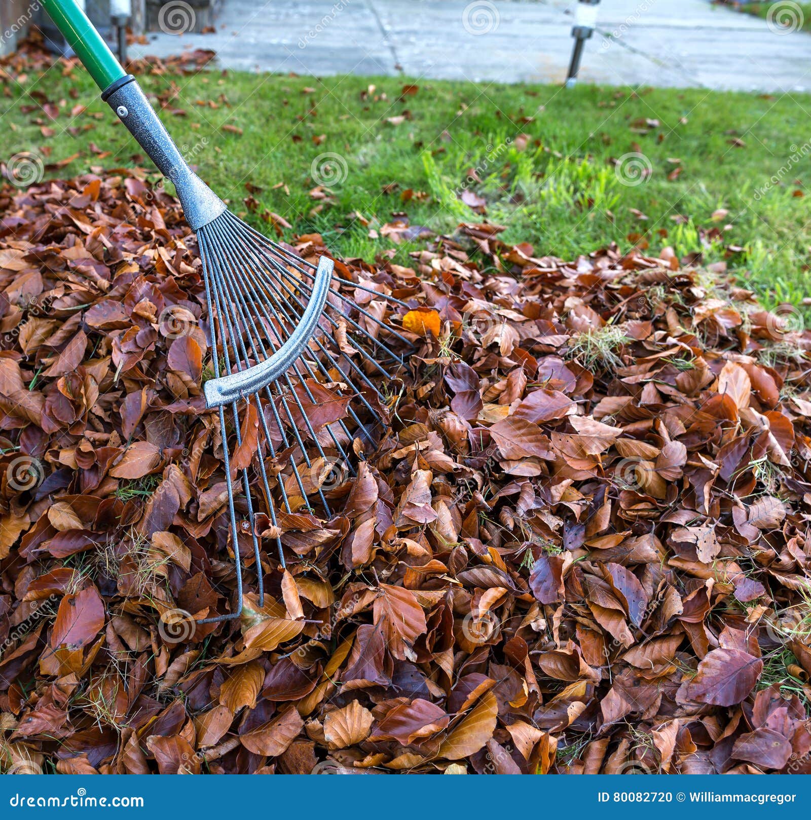 Fall Leaves with Rake stock photo. Image of outside, clean - 80082720