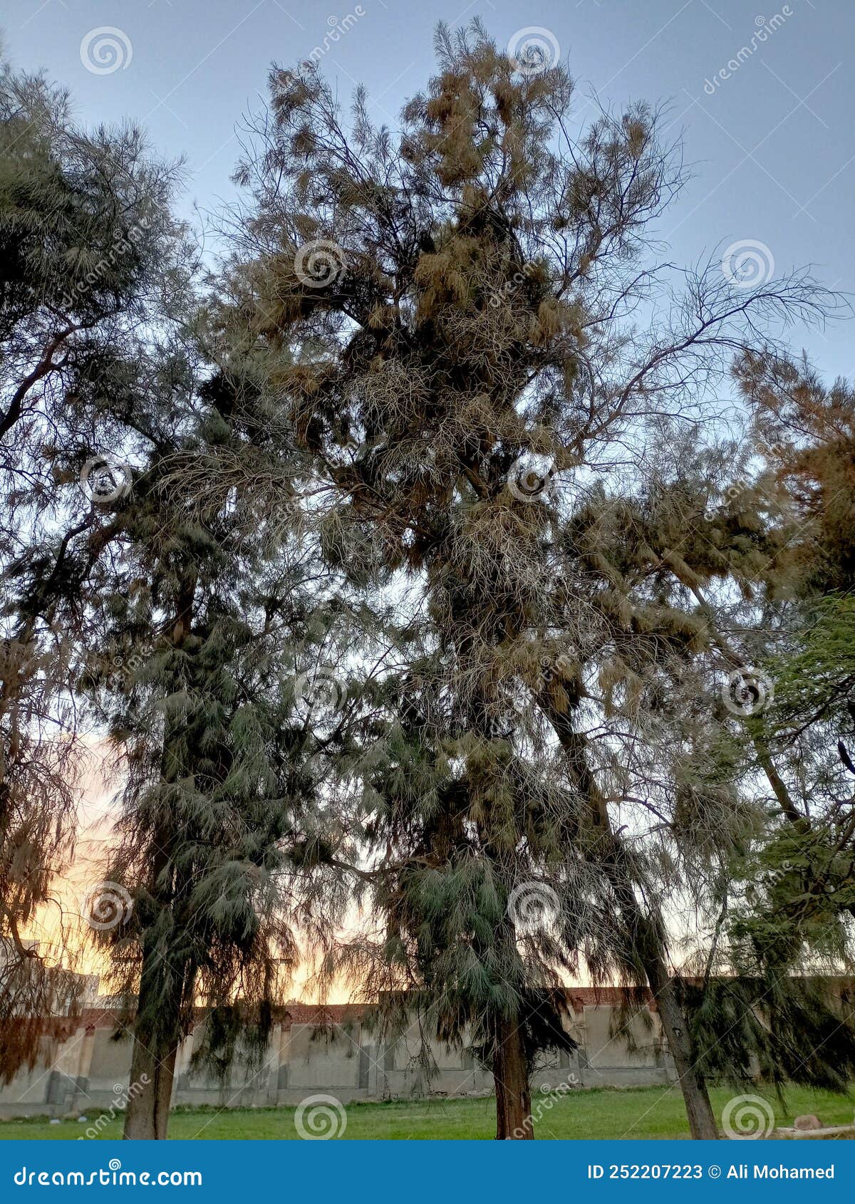 Trees in egypt stock image. Image of spruce, produce 252207223