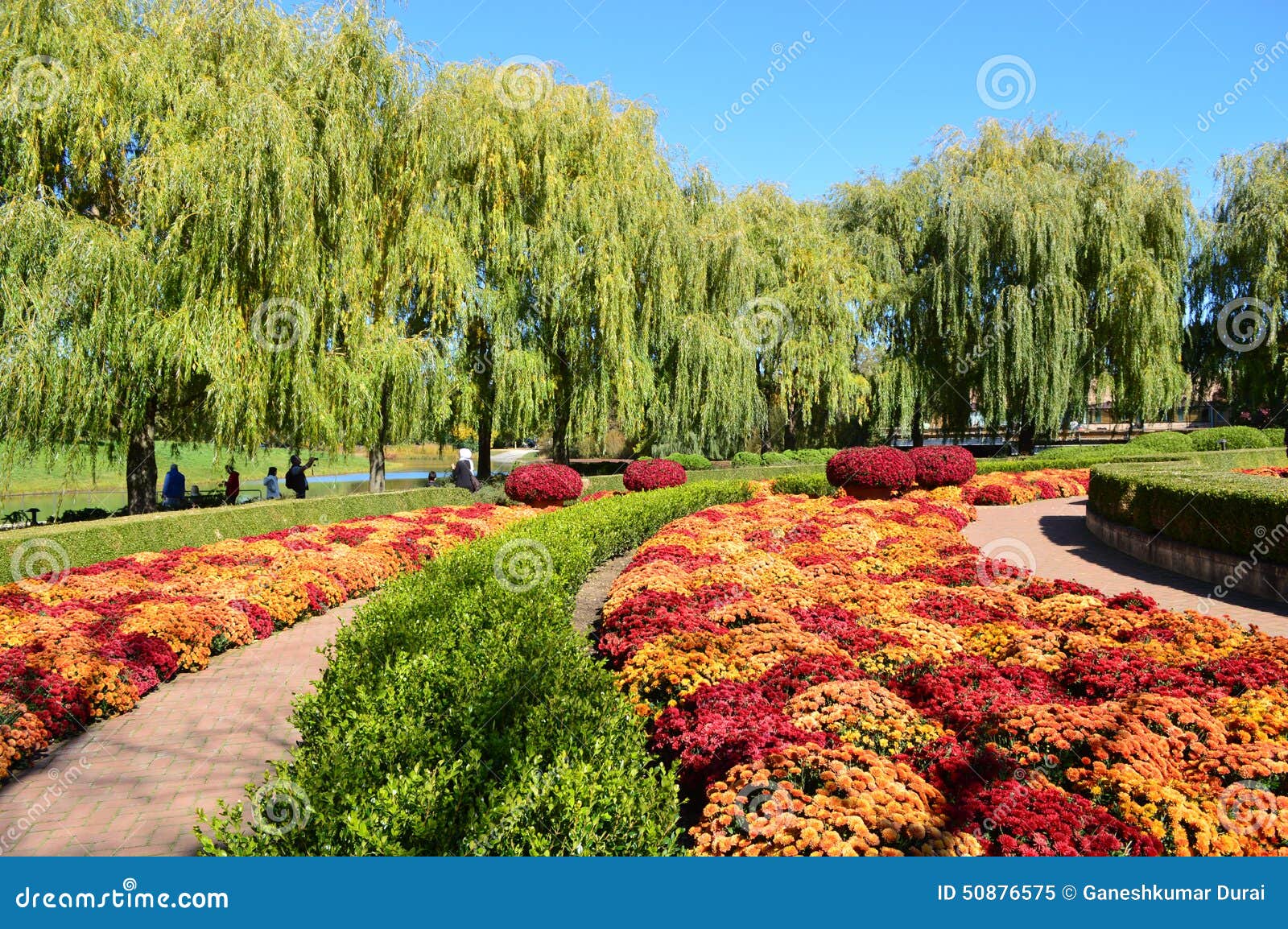 Fall Mums At Chicago Botanic Garden Stock Image Image Of Garden