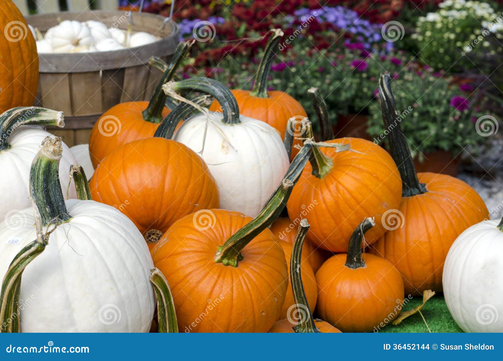 Fall Mums With White And Orange Pumpkins Stock Images Image 36452144