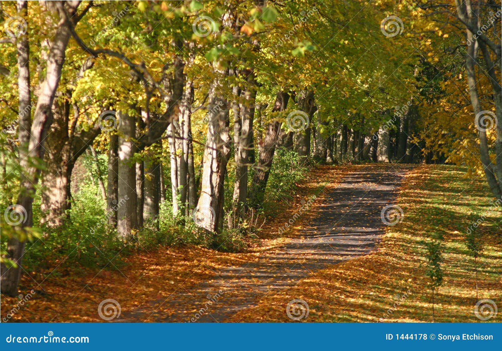 Fall Path stock photo. Image of path, sunlight, sunset - 1444178