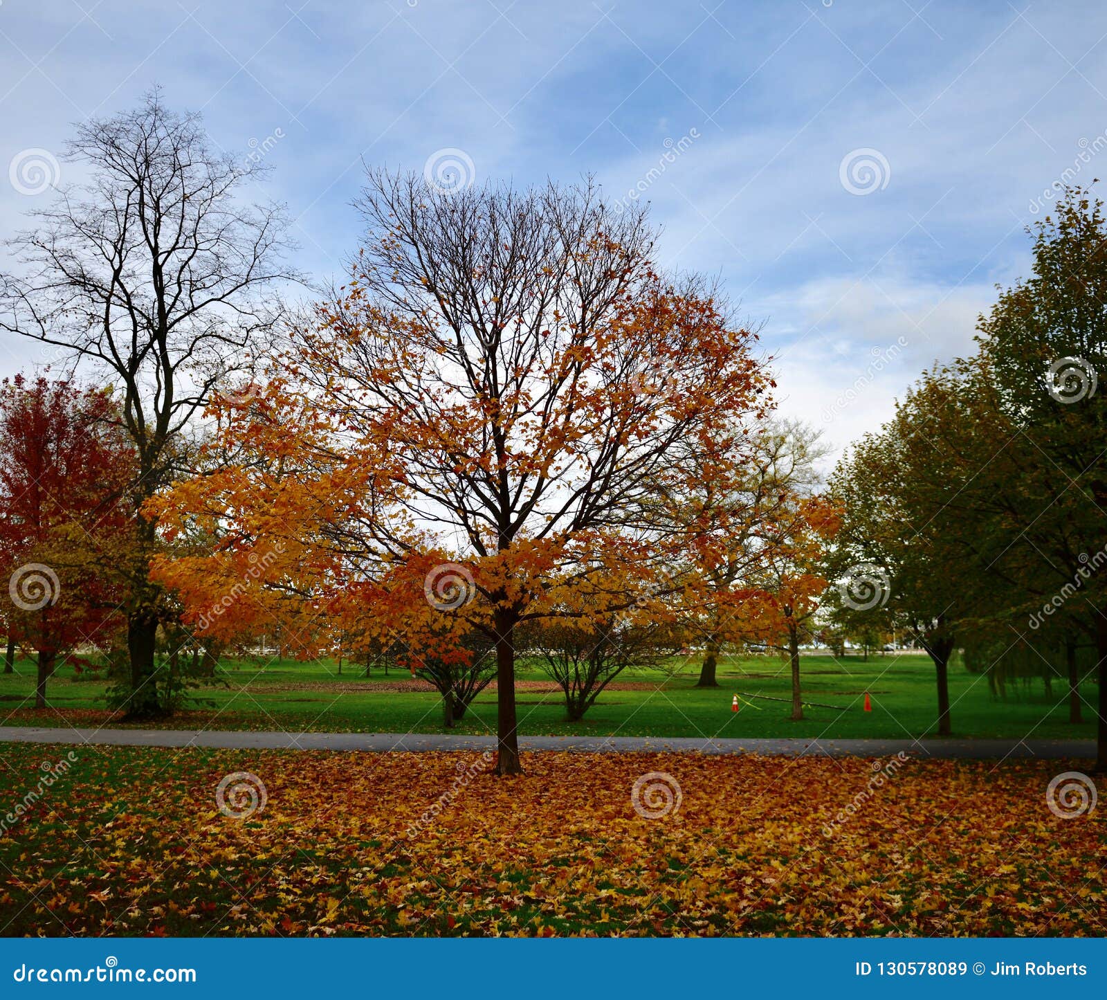 Top 34+ Background Images trees that loose their leaves in the fall Completed Top 34+ Background Images trees that loose their leaves in the fall Completed