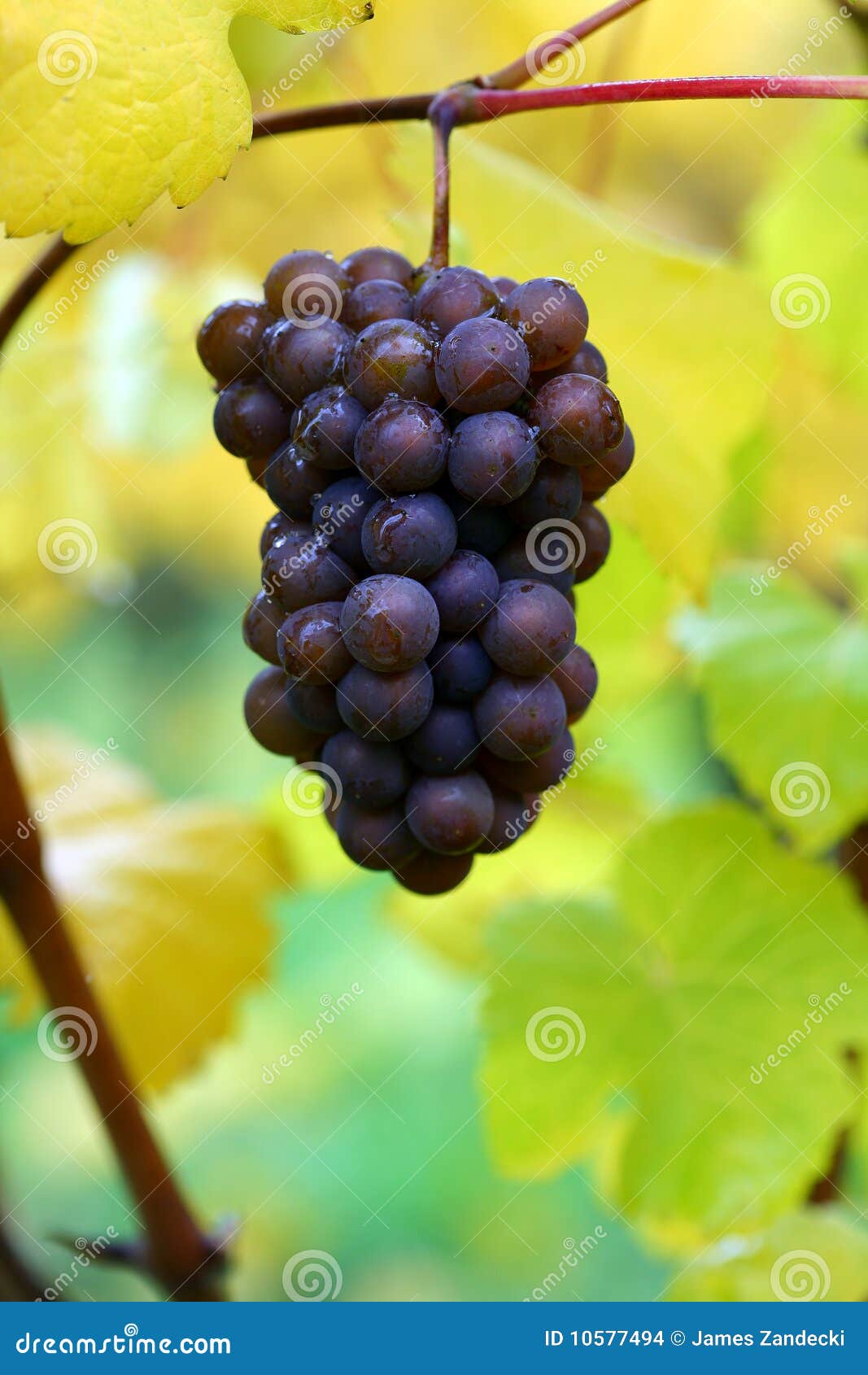 fall pinot gris grapes