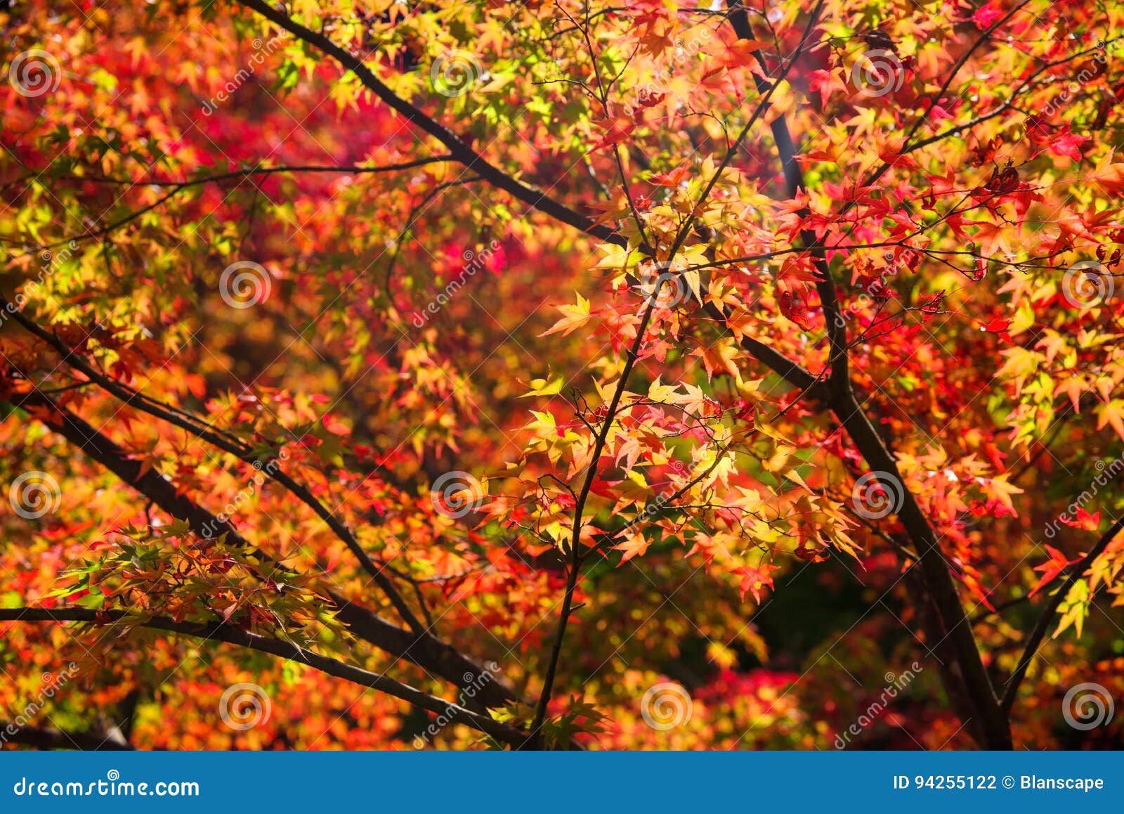 Fall Red Maple Colors, Kyoto Stock Photo - Image of emperor, religious ...