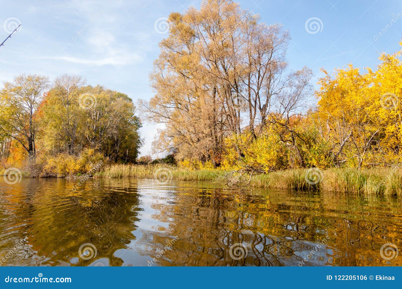 Fall River, Autumn Trees in Gold Stock Photo - Image of nature, idyllic ...