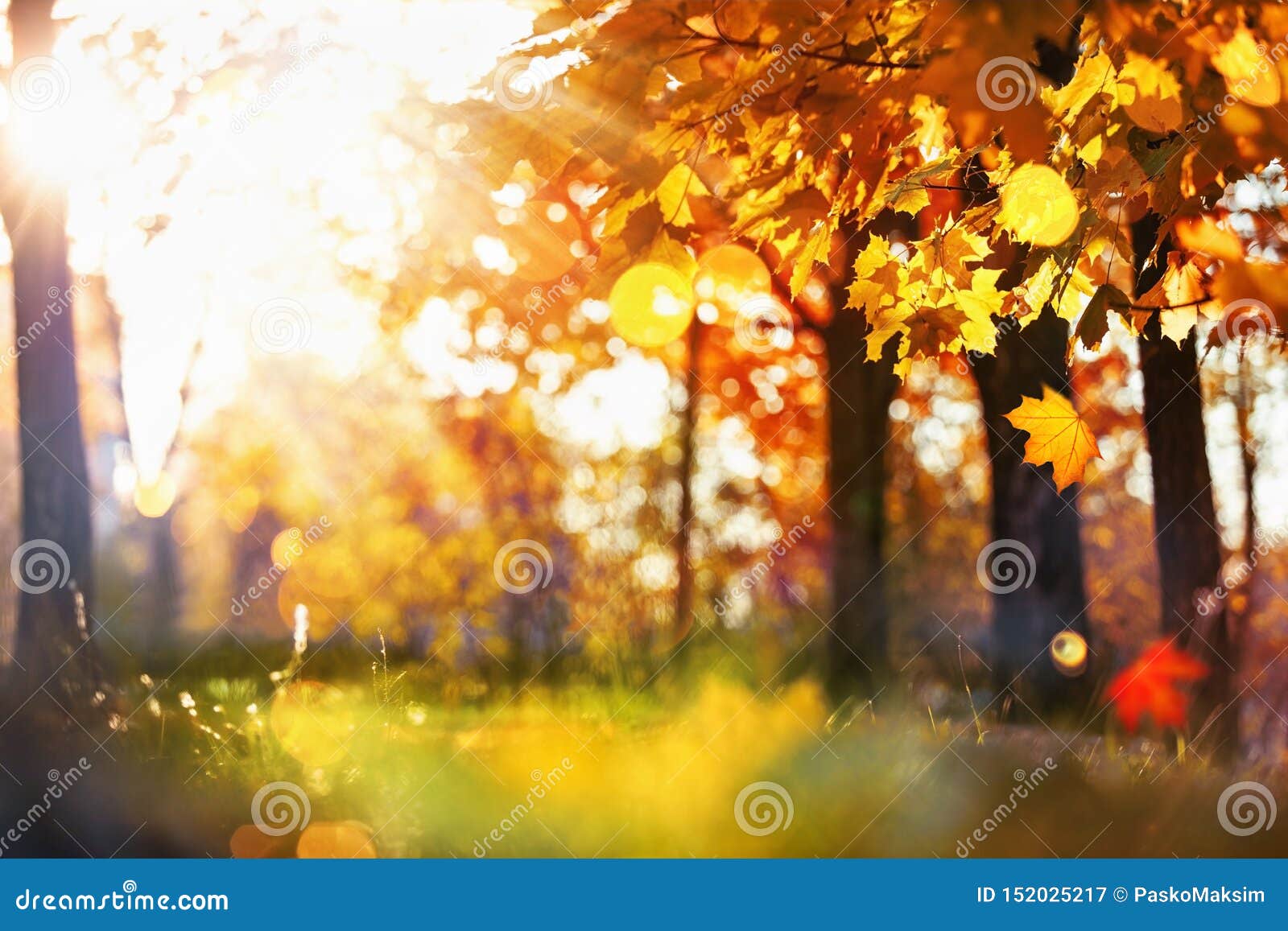 Fall Scene. Bokeh Effect. Trees And Leaves In Sunlight ...