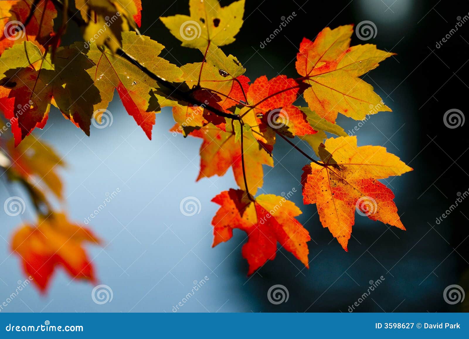 fall season colors