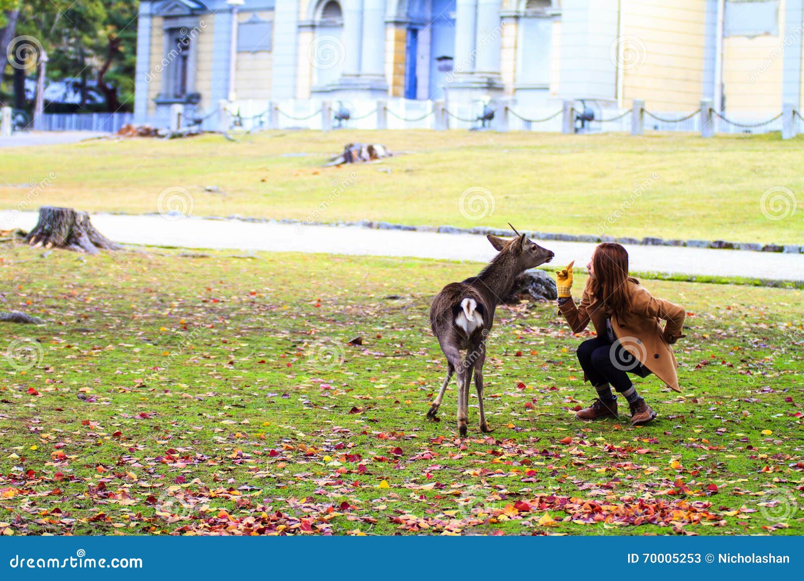 fall season of nara city, japan with nice yellowred color