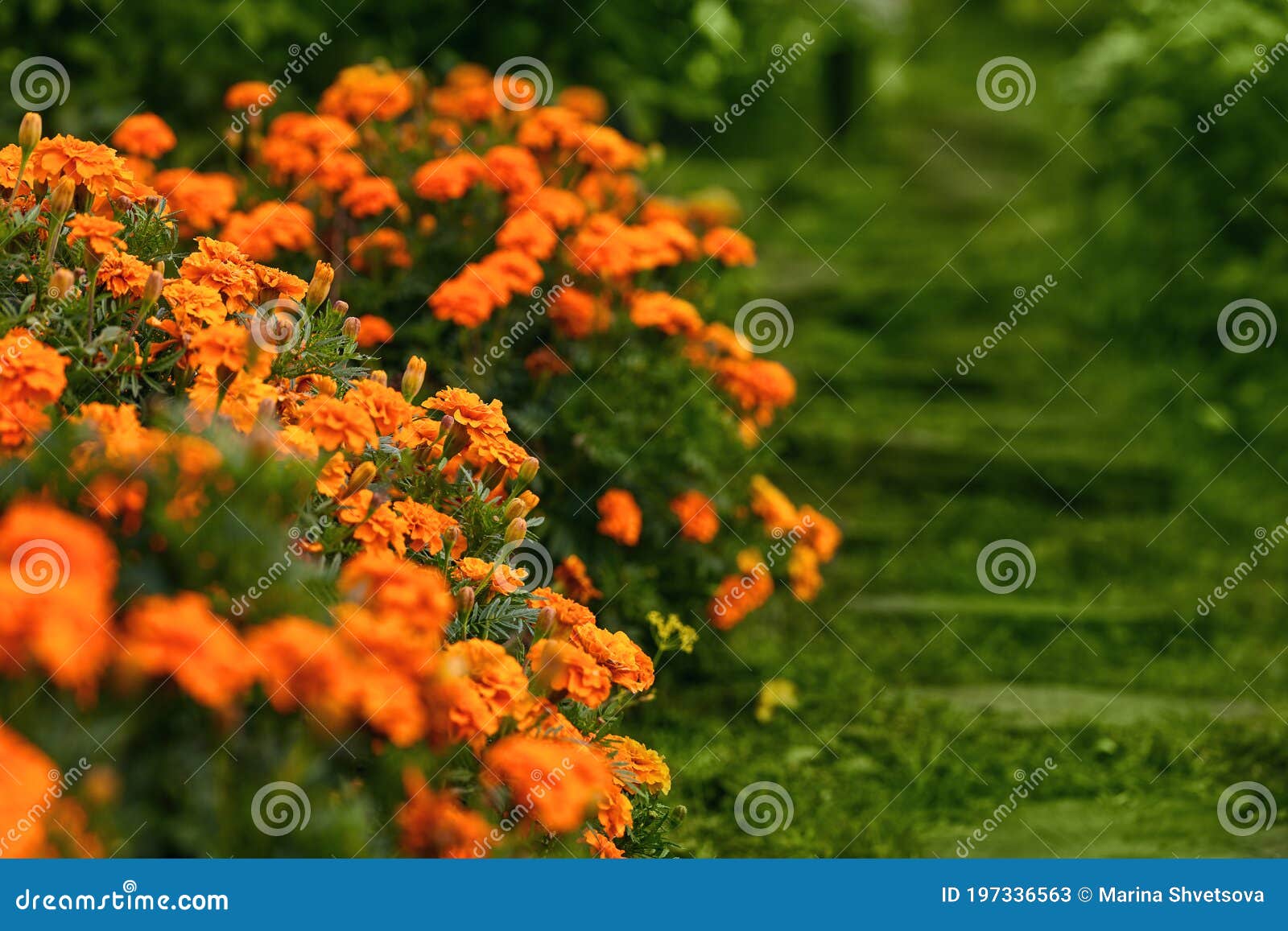 fall season. orange marigold flowers in a green garden. copy space, soft focus