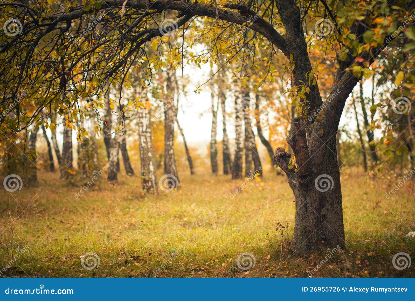 Fall season tree stock photo. Image of leaves, forest - 26955726