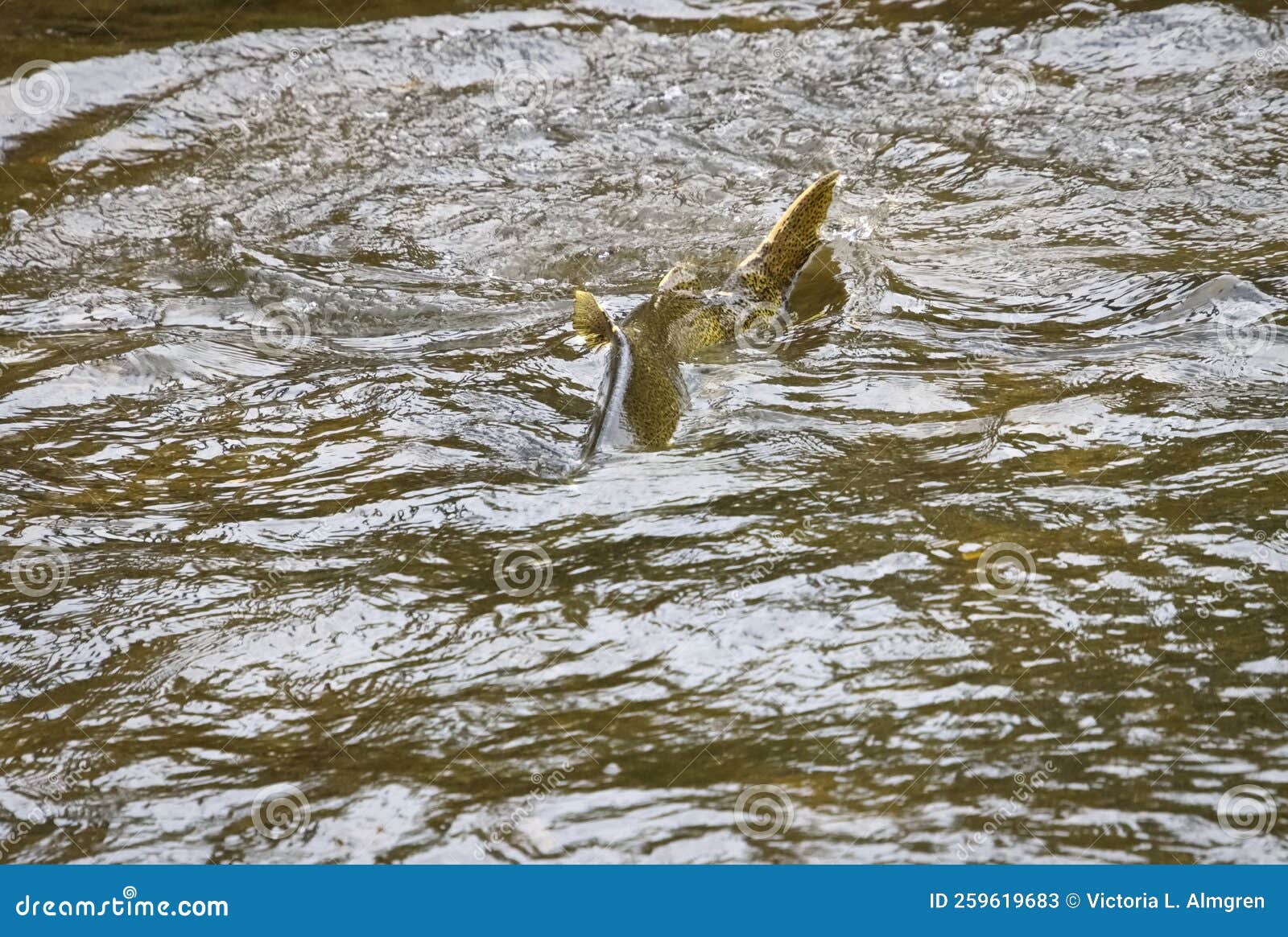 Large Fish Spawning in River Making a Splash Stock Image Image of