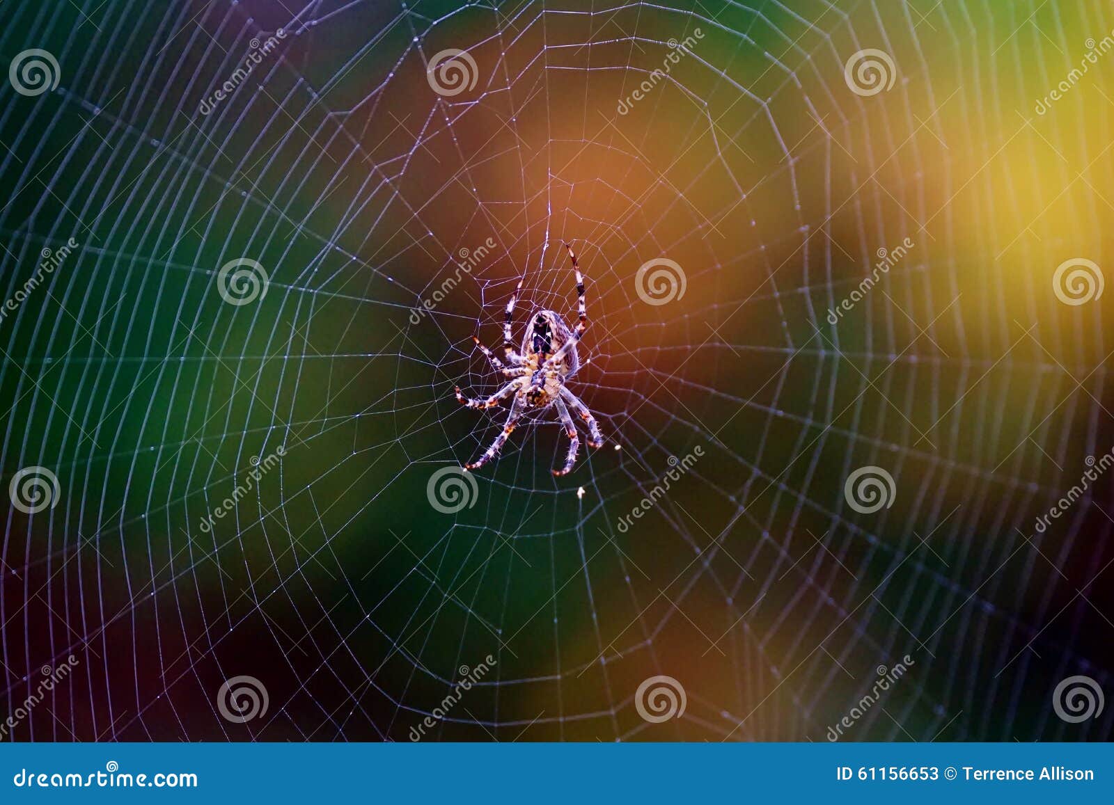Spider Identification Chart Pacific Northwest