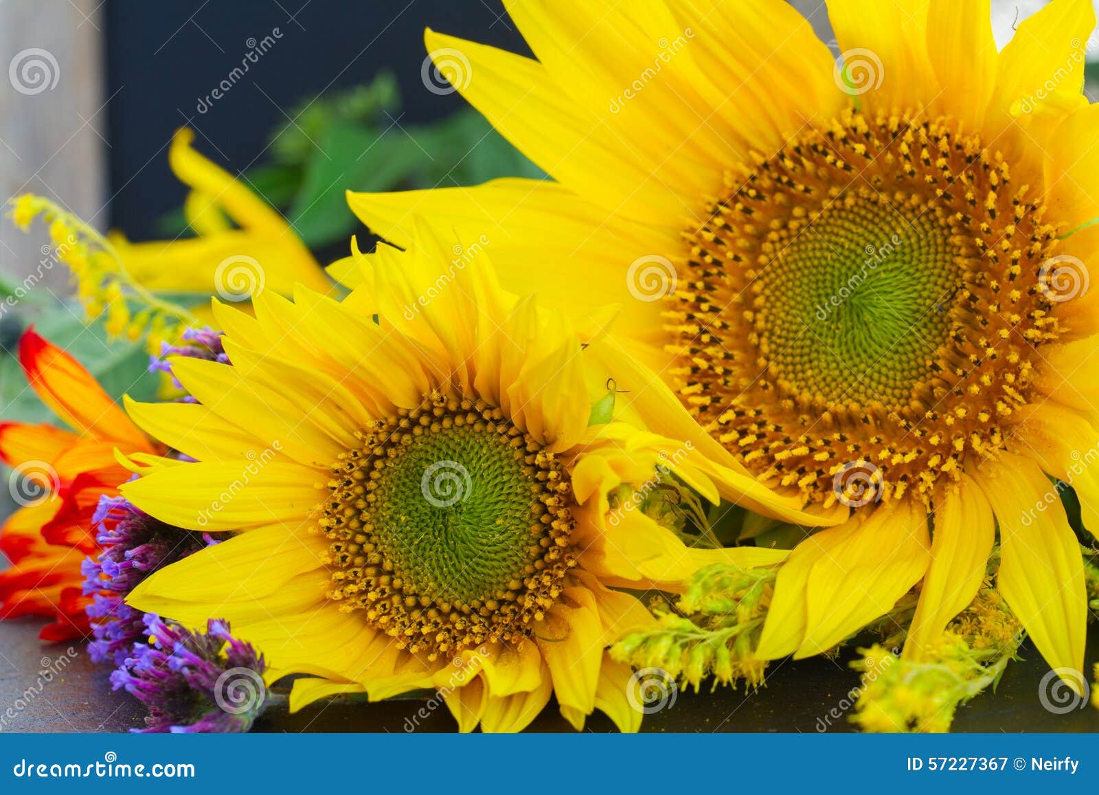 Fall sunflowers stock image. Image of colourful, colorful 57227367