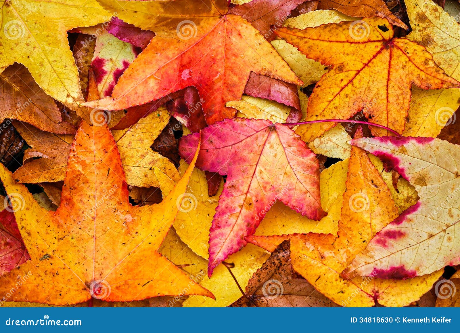 fall sweetgum leaves