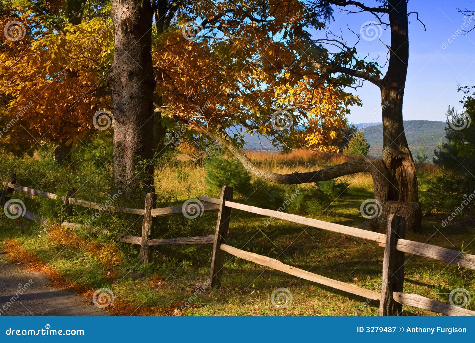 Fall Tree stock image. Image of scenery, background, pretty - 3279487