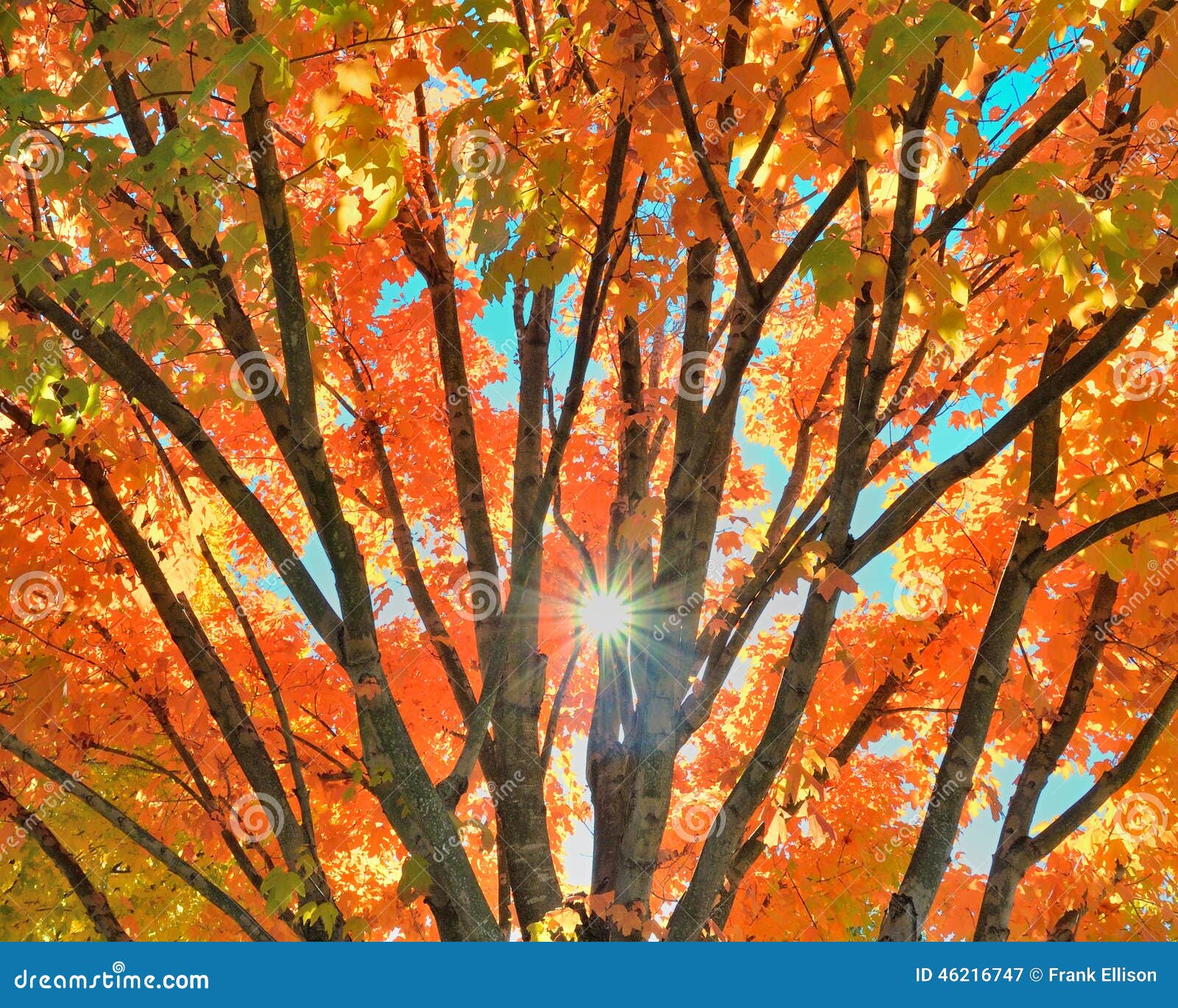 Fall Tree Colors stock image. Image of natural, leaf - 46216747