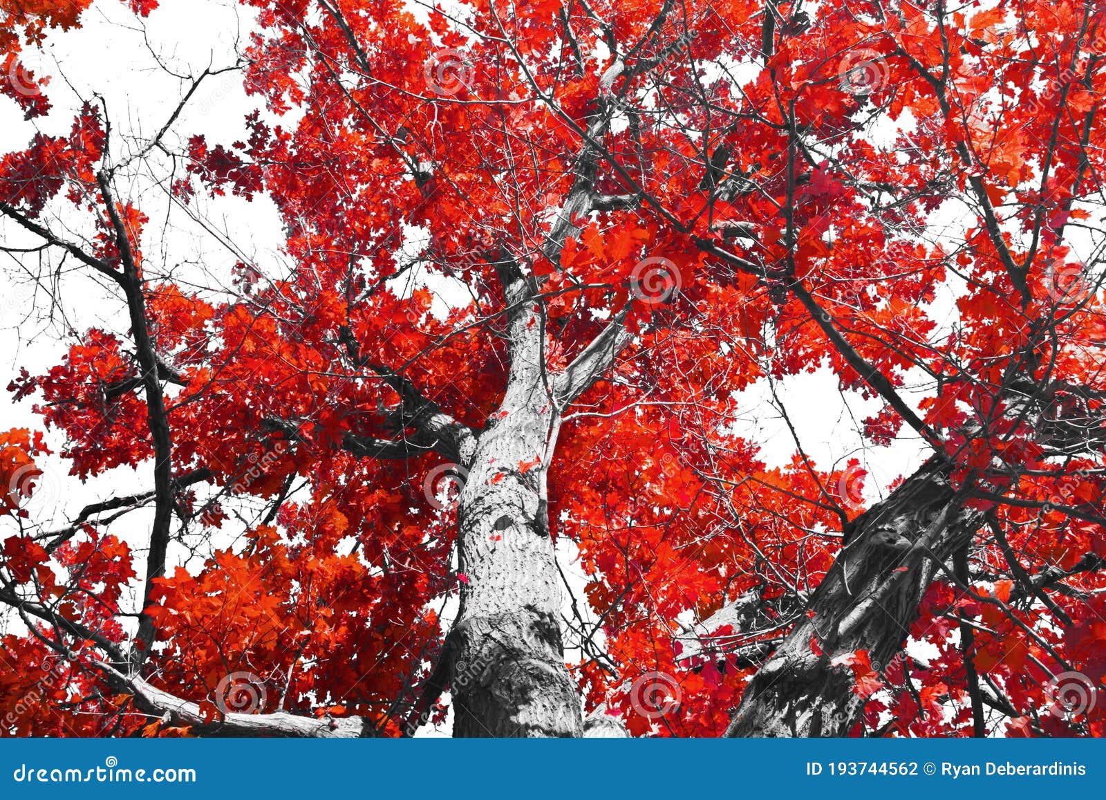 Fall Tree with Red Leaves and Black Branches Against a White Background