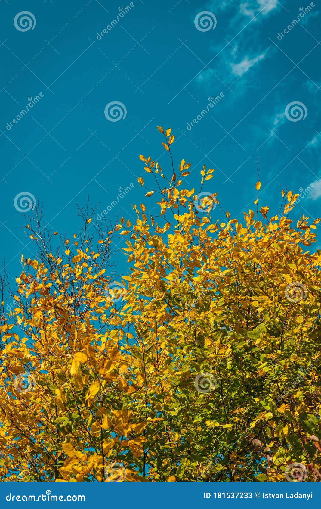 Fall tree tops stock image. Image of branch, bush, beauty - 181537233