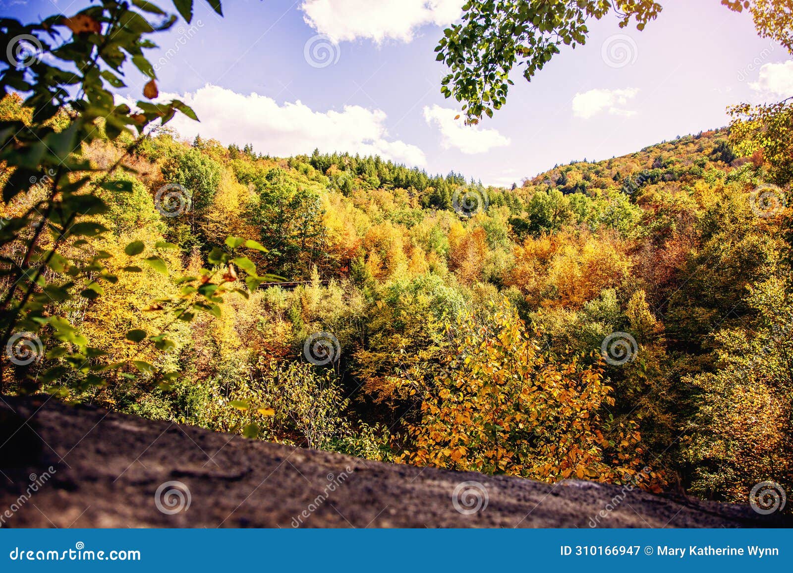fall trees changing color in berkshires, massachusetts usa autumn
