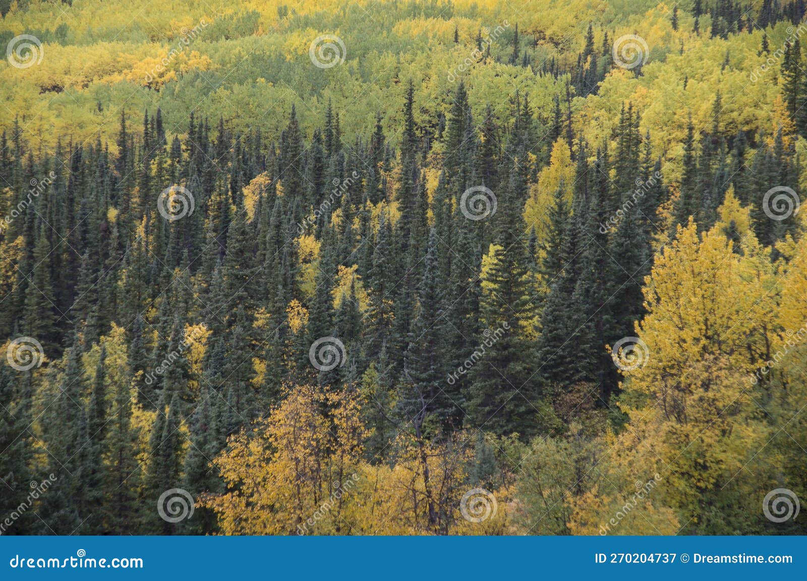 fall trees in matanuska susitna valley alaska