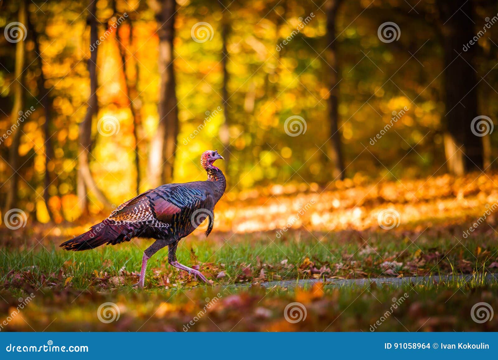 Fall turkey stock photo. Image of season, tranquil, color 91058964