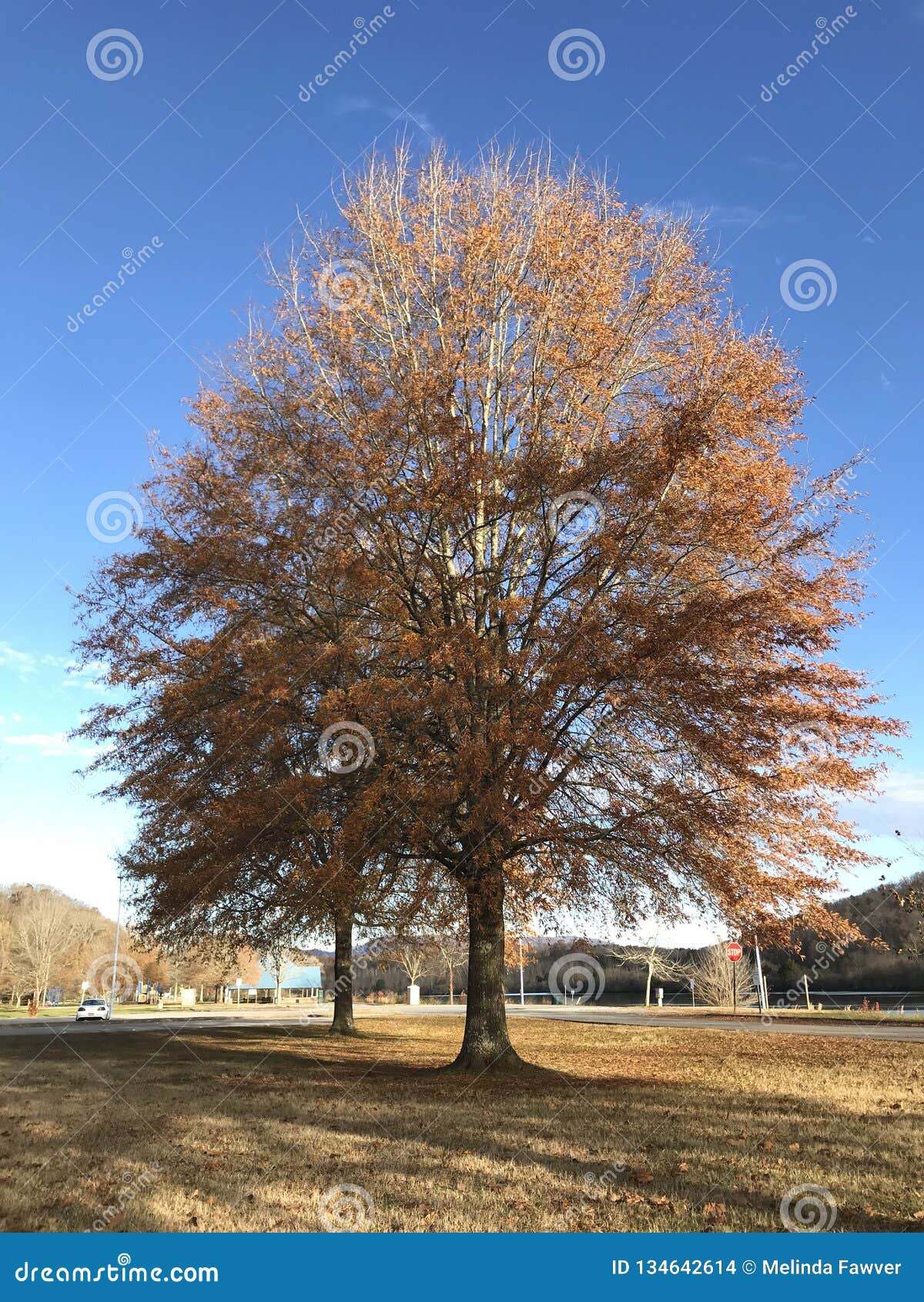 Fall Willow Oak stock photo. Image of tennessee, ridge 134642614