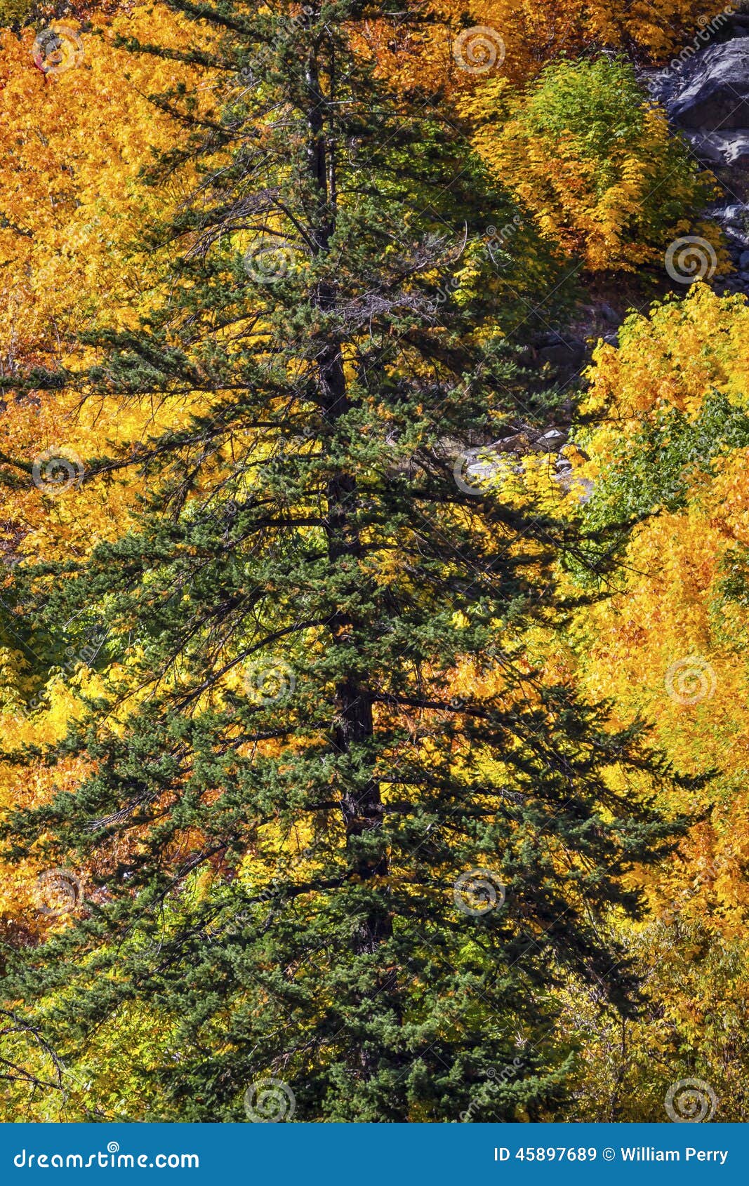 fall yellow green colors mountain stevens pass washington