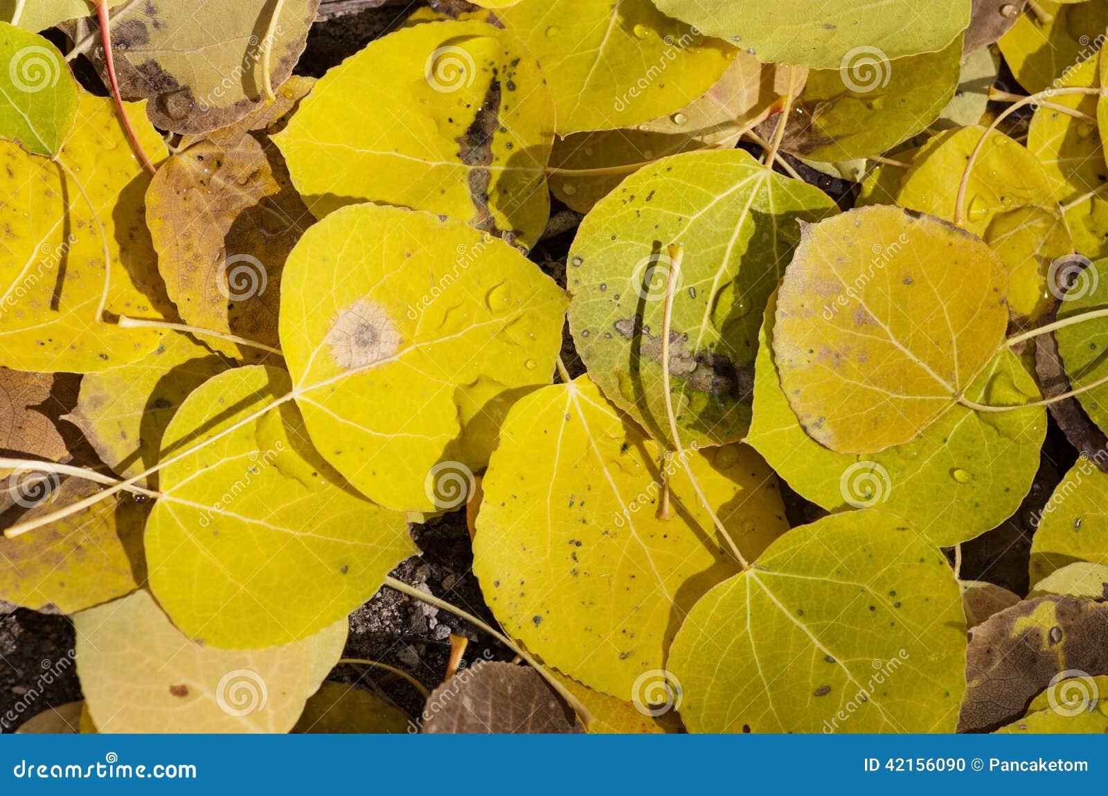 Fallen Aspen Leaves stock photo. Image of brown, detail 42156090