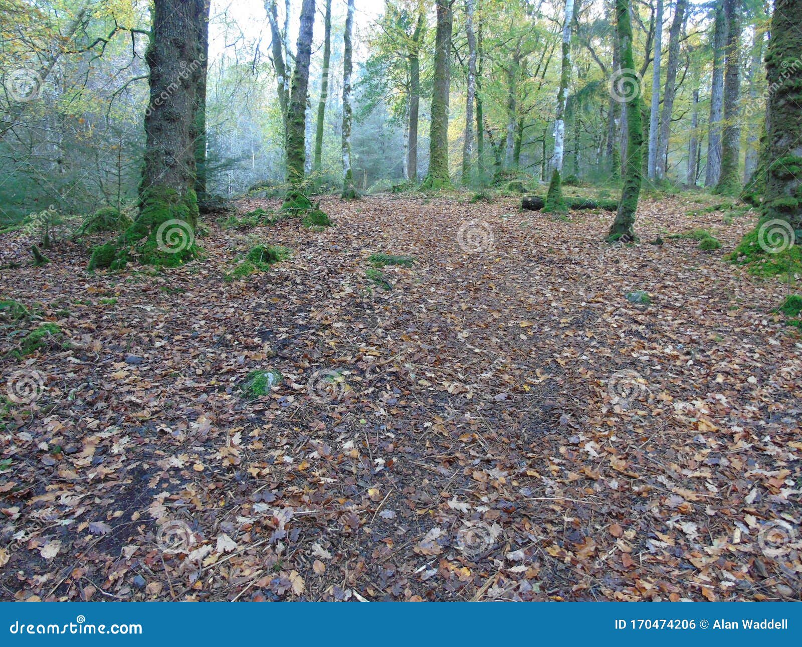 Fallen Autumn Leaves Cover The Forest Floor Stock Photo Image Of Leaf Fall