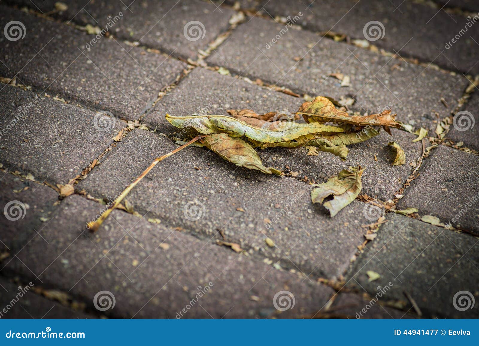 fallen autumn leaves.
