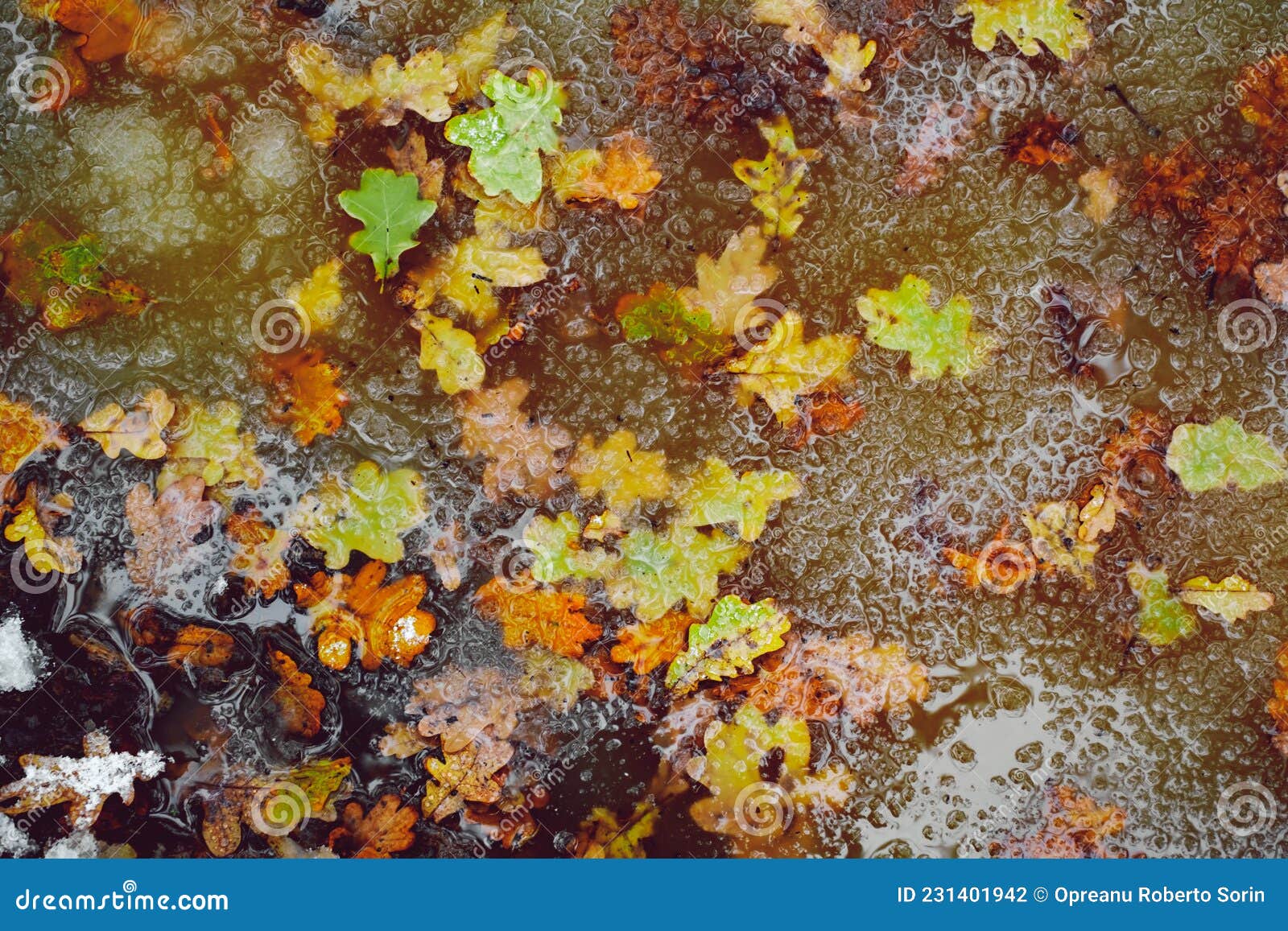 Fallen Autumn Leaves in Water with Melted Snow Stock Photo Image of
