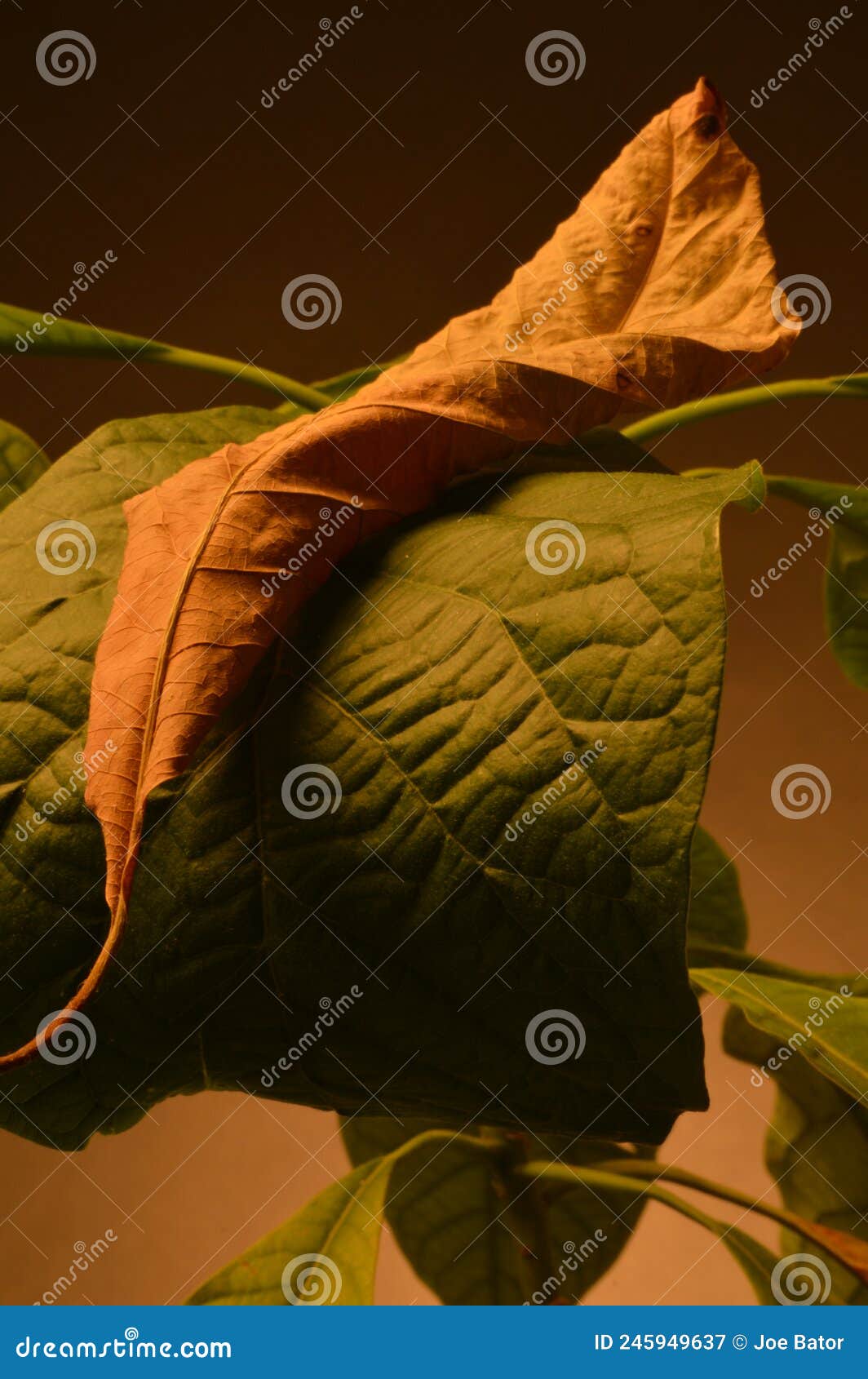 fallen avocado leaf resting on a living plant