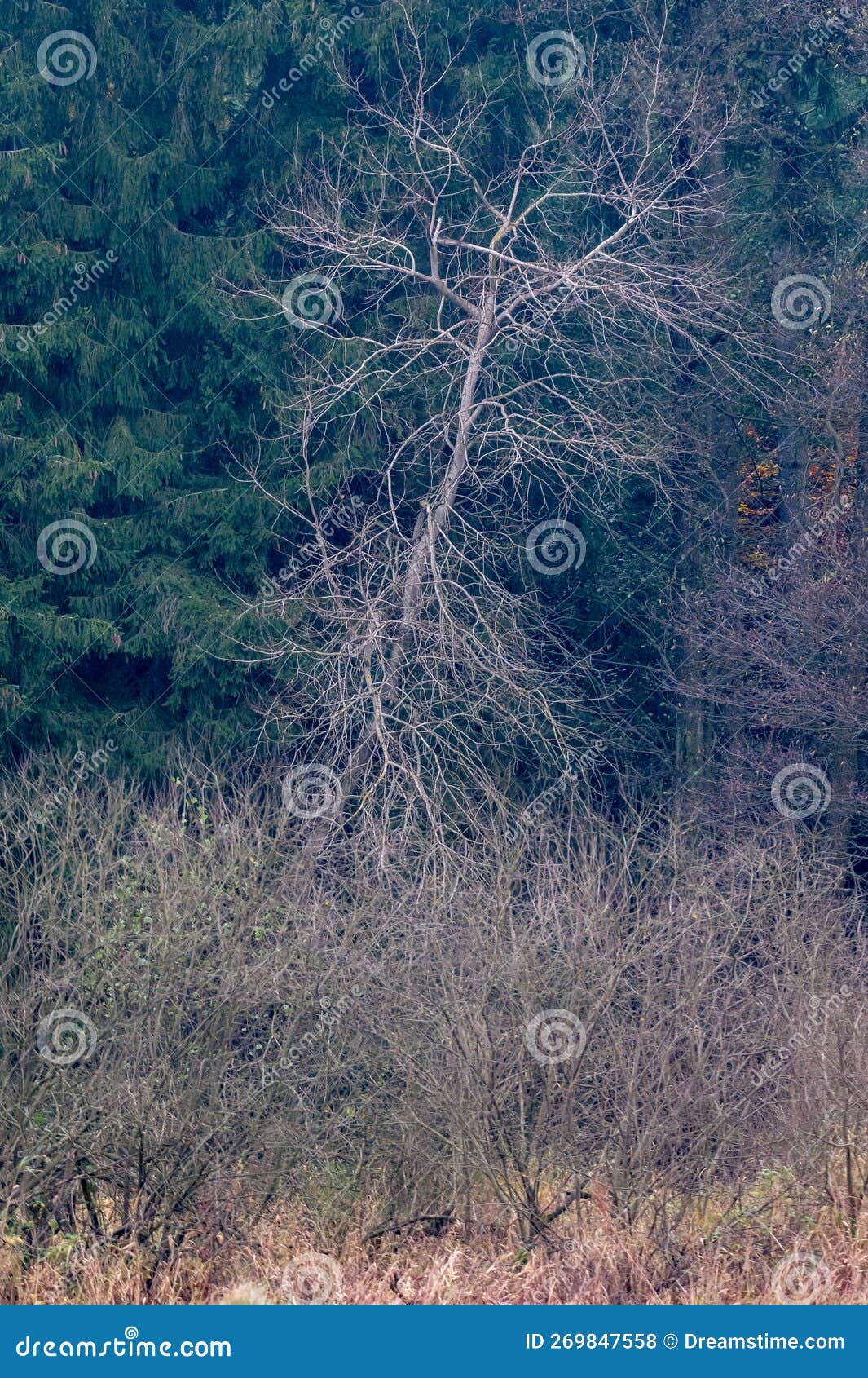 Fallen Bare Alder Tree without Leaves in the Forest in the Czech