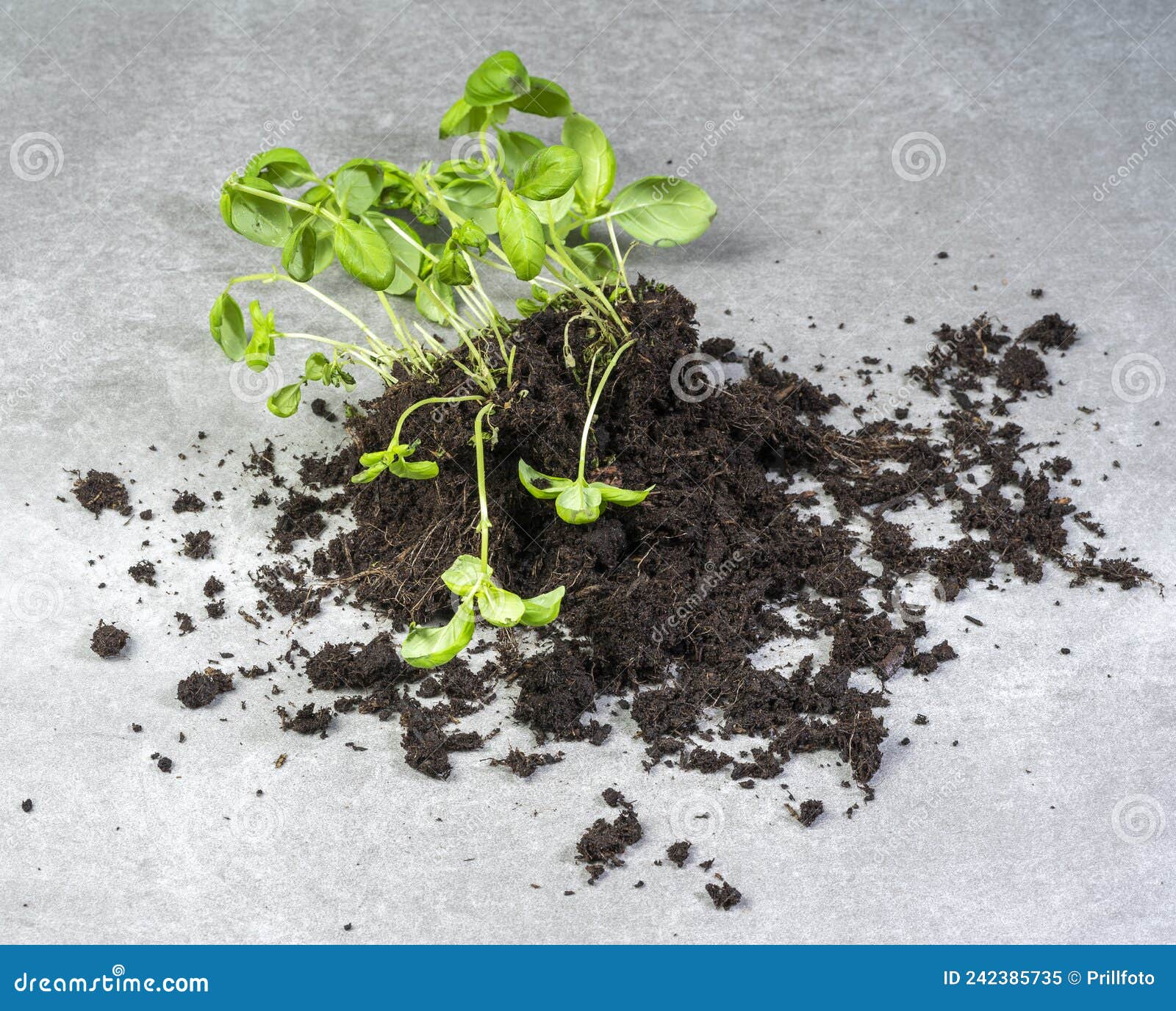 Fallen basil plant stock image. Image of genovese, leaves 242385735