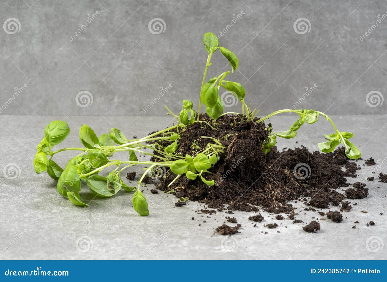 Fallen basil plant stock photo. Image of cuisine, basilicum 242385742