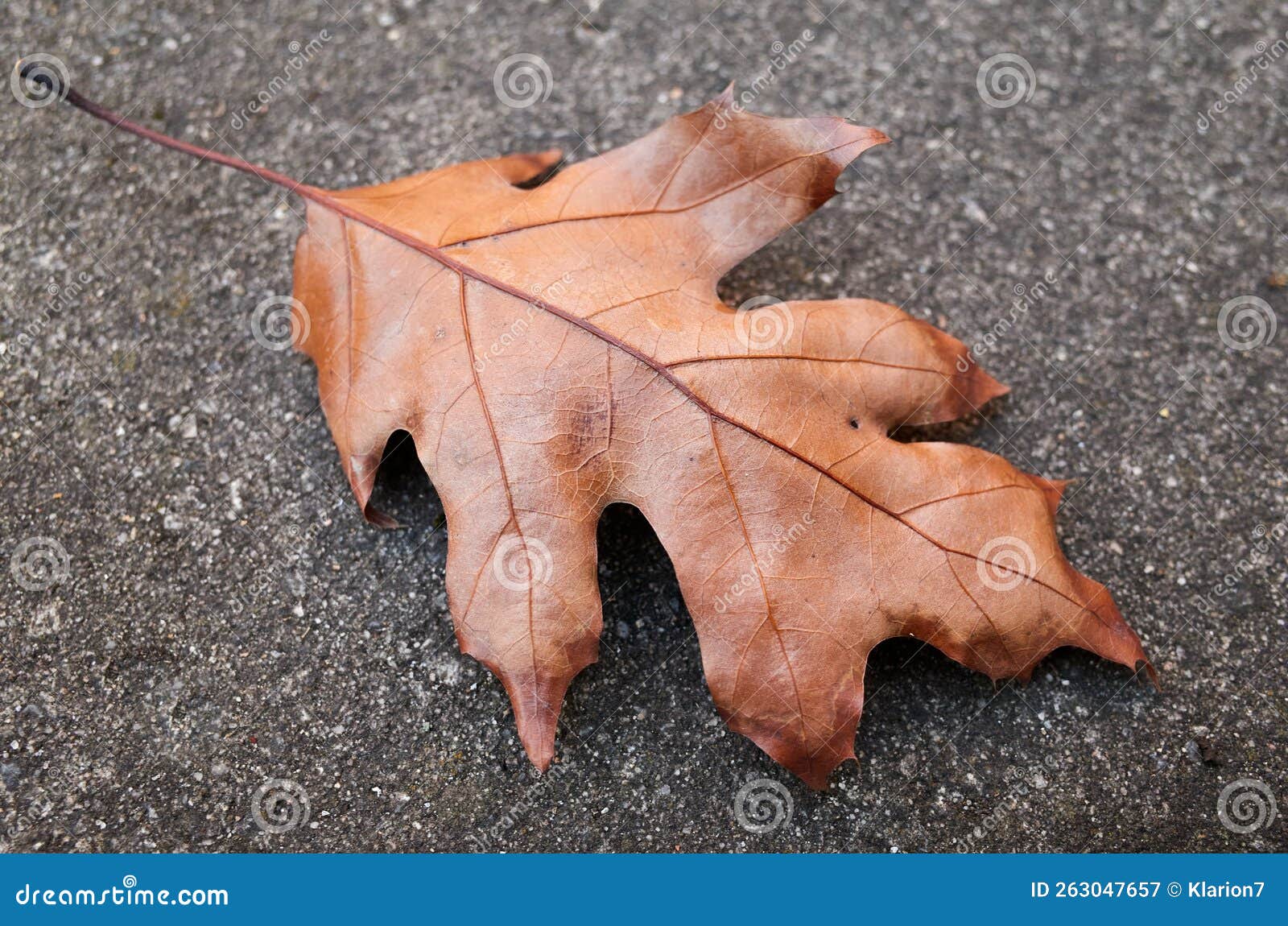 Fallen Brown Oak Leaf on the Cement in the Backyard Stock Image Image