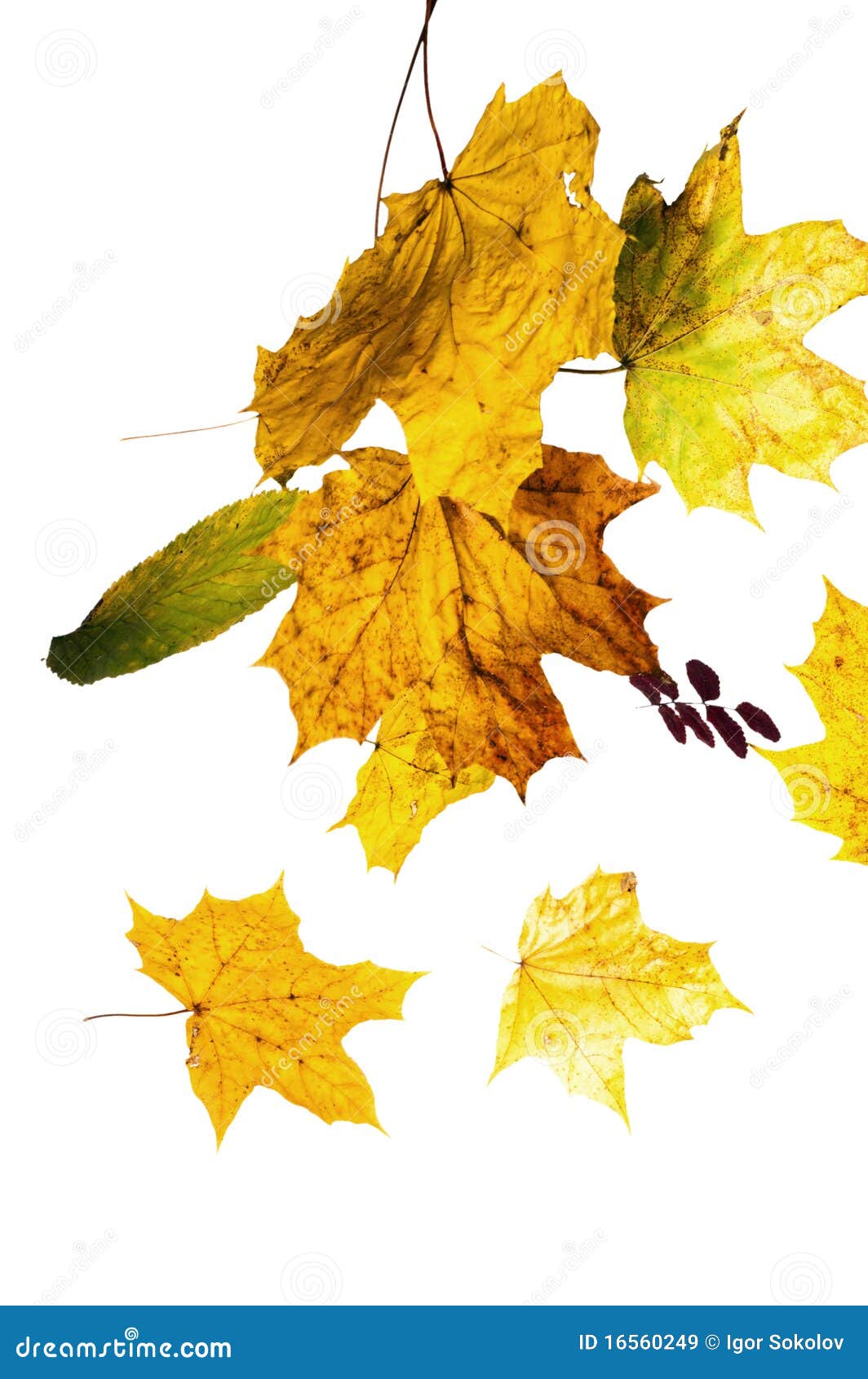 The fallen down leaves stock image. Image of flora, closeup 16560249