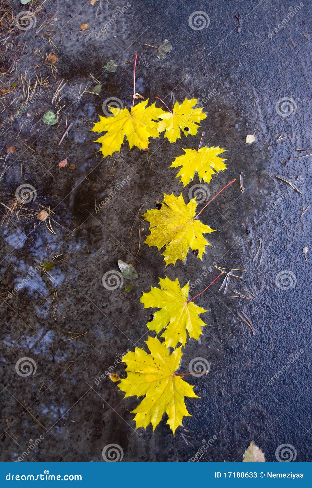 The Fallen Down Maple Leaves Stock Image Image of natural, mood 17180633
