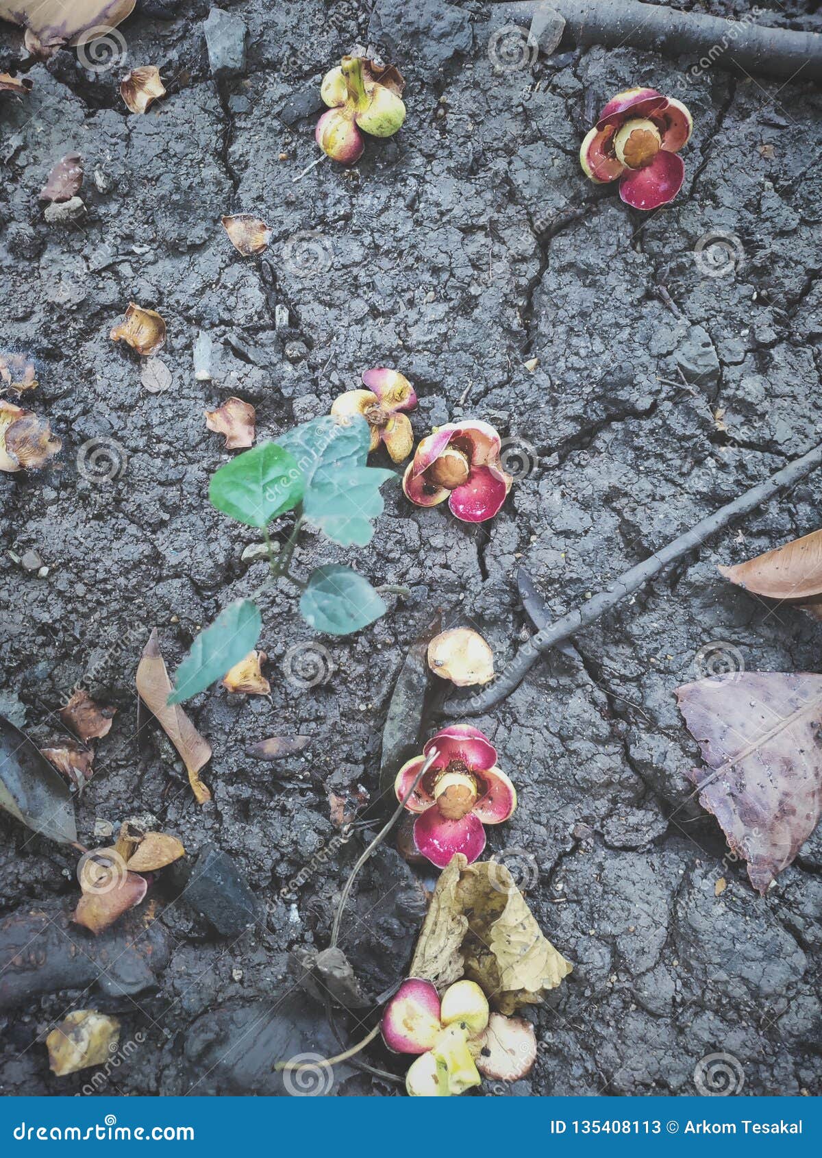 fallen flower on the earth
