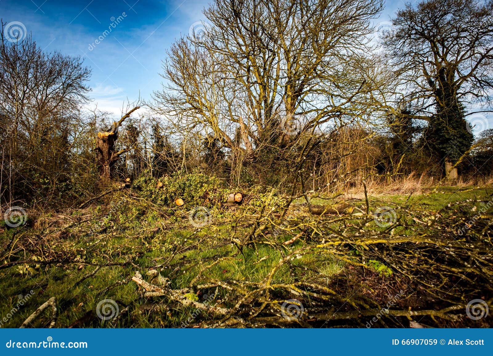 Fallen hedgerow tree. Large hedgerow tree broken off leaving fallen timber on the floor