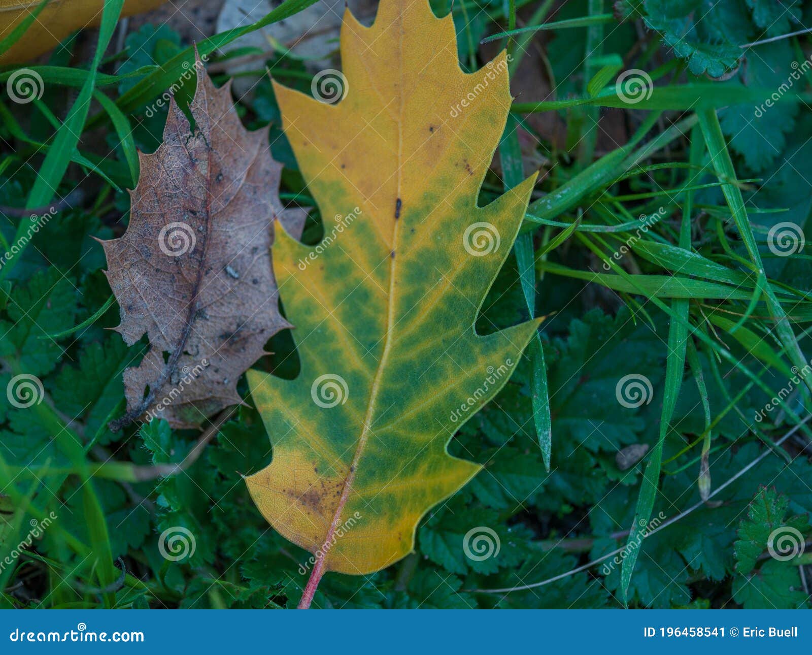 Fallen Leaf Losing Color Next To Colorless Leaf Stock Image - Image of foliage, losing: 196458541