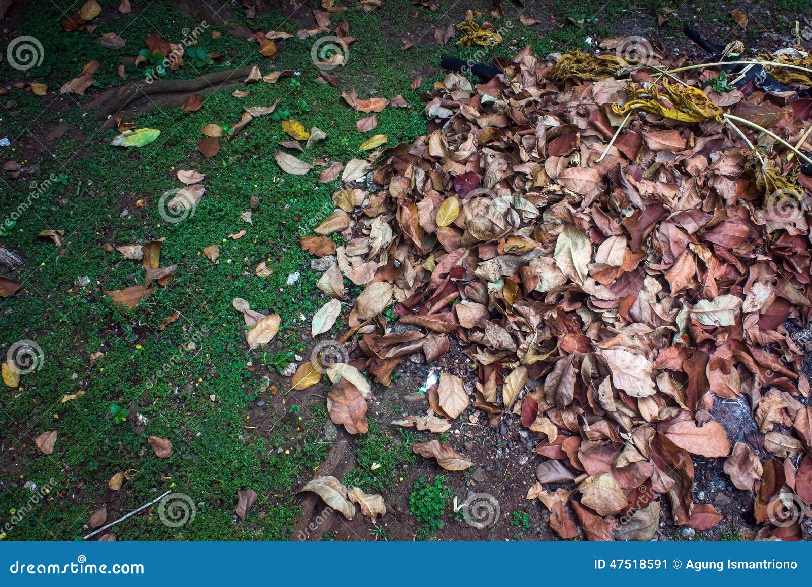 fallen leaf park fallen leaf park