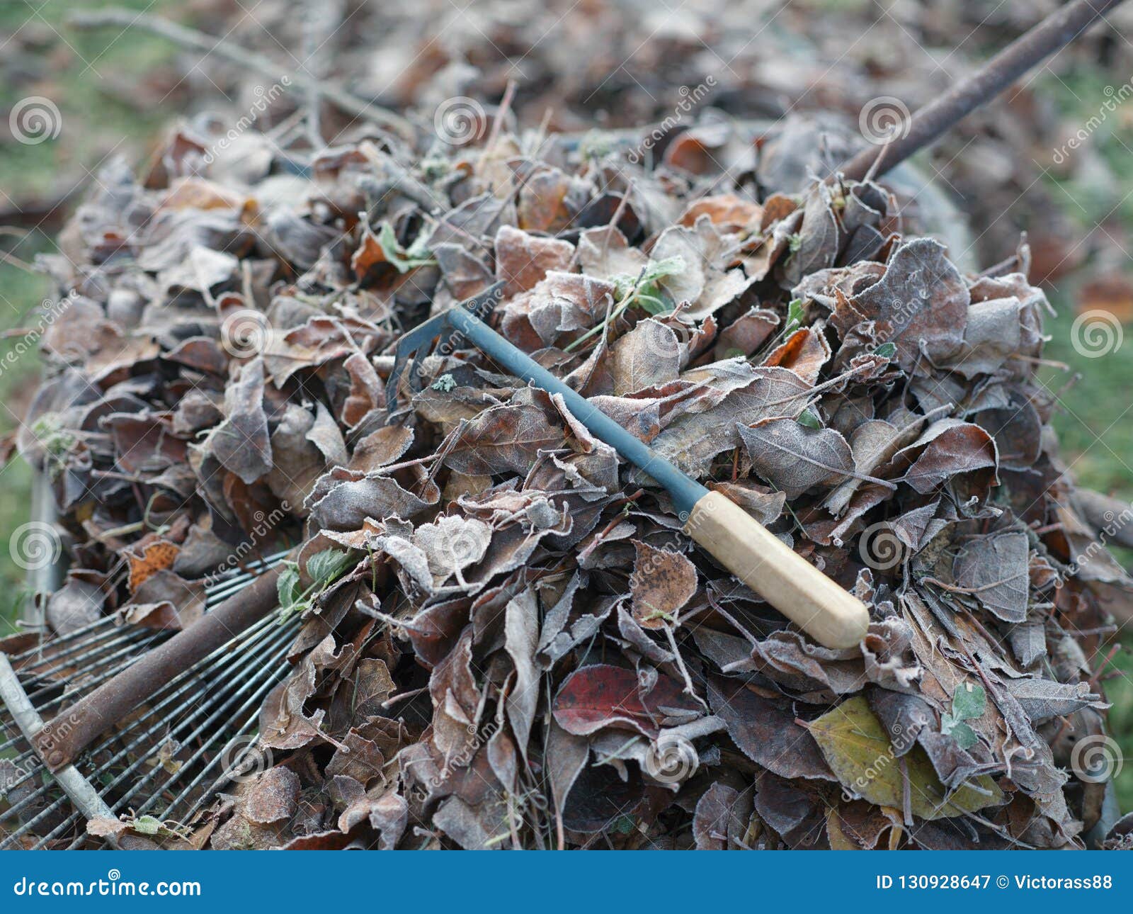 Fallen leaves and rakes stock image. Image of tools - 130928647